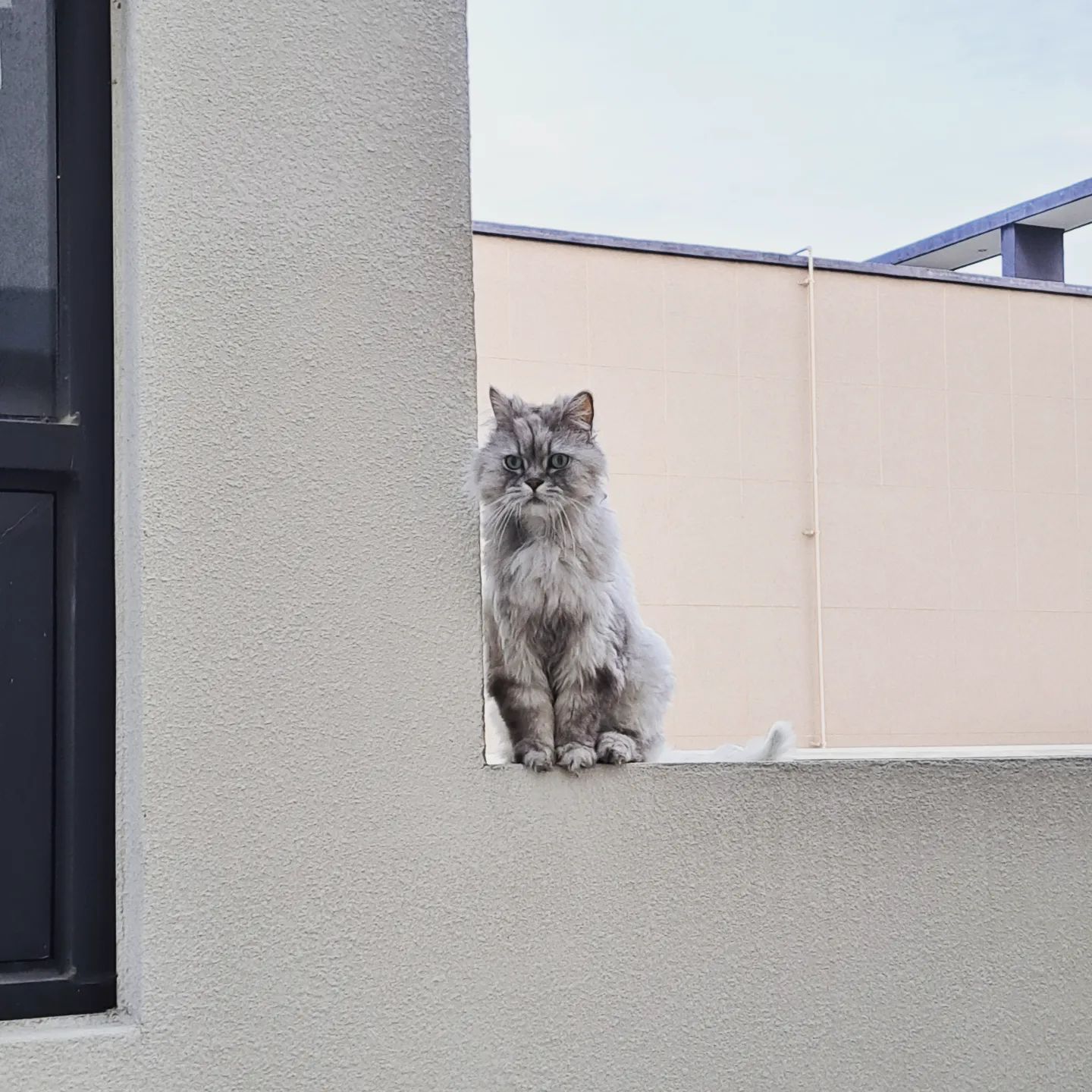 털찐 고양이🐱