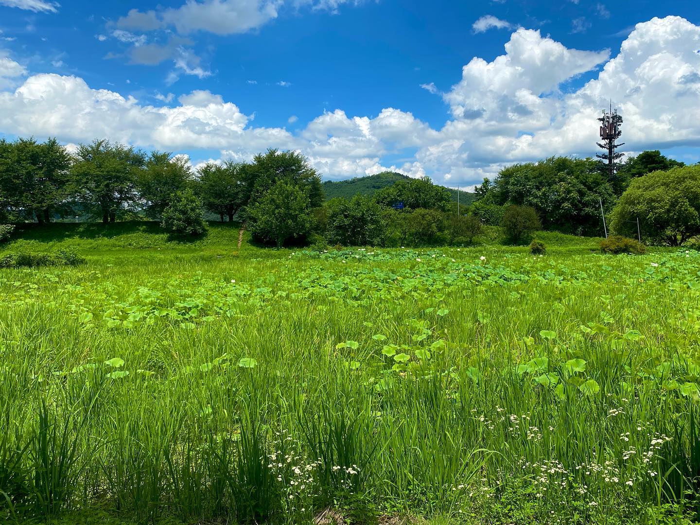 초록초록 안동🌱

•
•
•
#사진기록📷 #안동여행 #안동하회마을 #여행사진정리 #사진스타그램 #사진여행 # #사진소통 #사진계정맞팔 #photo #photogram