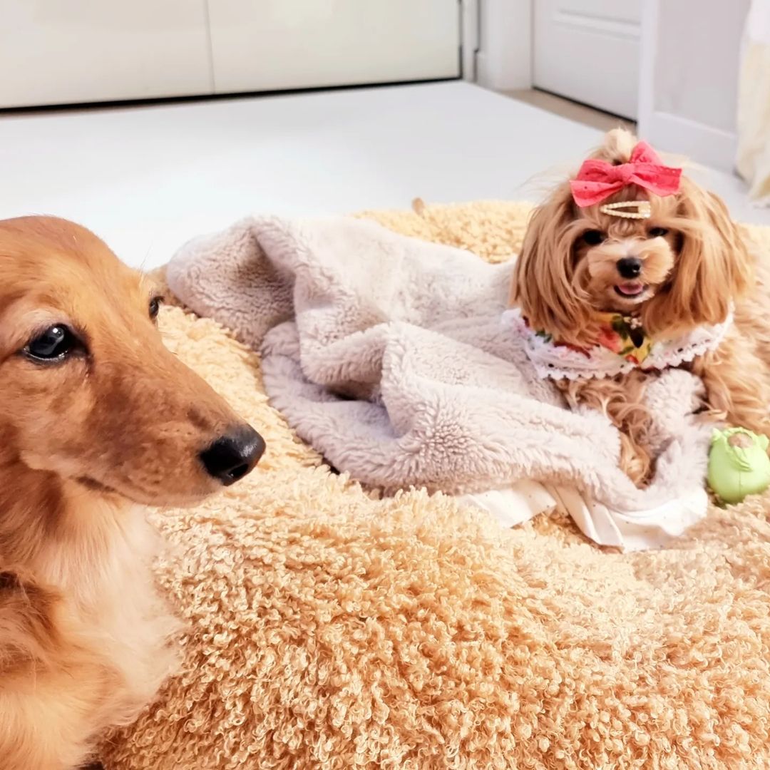 말티푸 그리 닥스훈트 삐노 누와 삼남매 on Instagram: “누나들 미오🤪 자기들꺼 홀라당 다 먹고 맨날 내 꺼 달라고 짖어서ㅠㅠ 그리 속땅해😭😭😭 #네추라너리쉬 간식 "놓치지 않을 꺼에요
