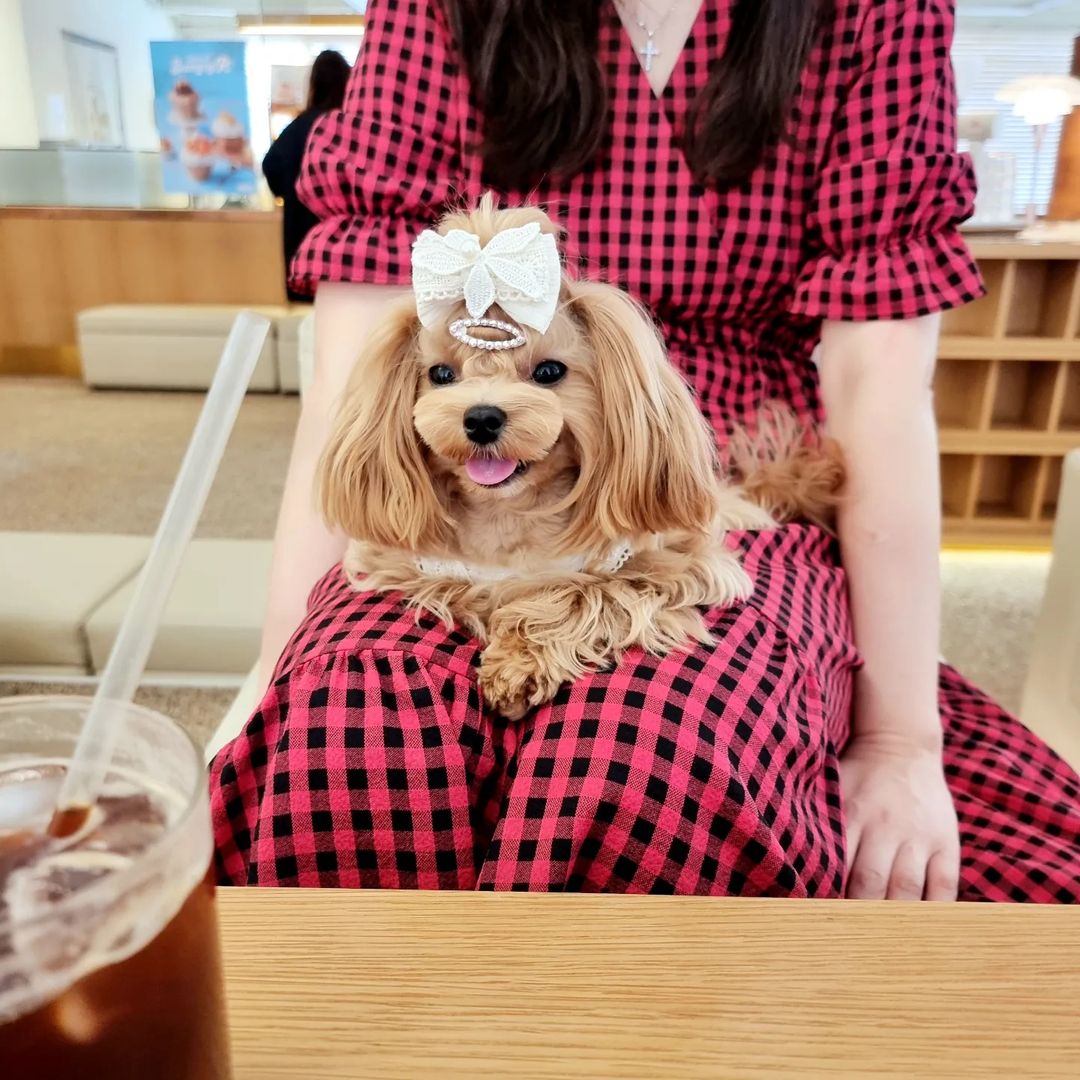 말티푸 그리 닥스훈트 삐노 누와 삼남매 on Instagram: “엄마랑 카페나들이☕️ 점심에 배달만 시켰는데 외식하고 카페까지 갔지롱😆 우리 엄마는 점심을 배부르게 먹고 #수플레팬케이크 를