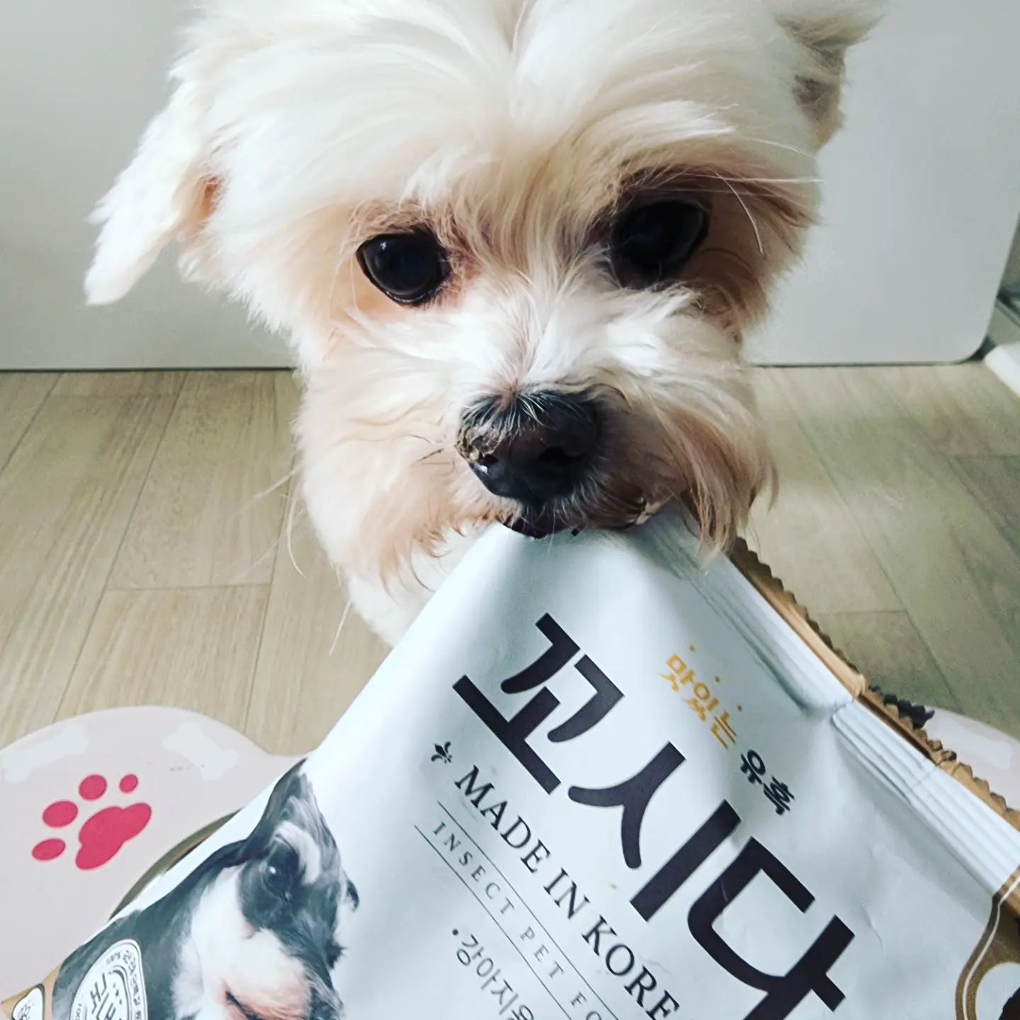 #꼬시다 #꼬시다펫 #눈물사료 #다이어트사료 #저지방사료 #저알러지사료 #국산사료 #관절사료 #노령견용 #피부병사료 #맛있는개사료 #개사료 #개사료추천 #말랑한사료 #koshida #곤충사료 #꼬시다사료 #동애등에 #dog #dogstagram #멍스타그램 #petsagram #강아지사료추천 #개스타그램 #dogfood #instagood #펫스타그램 #일상 #소통 #좋아요 
🐕💕