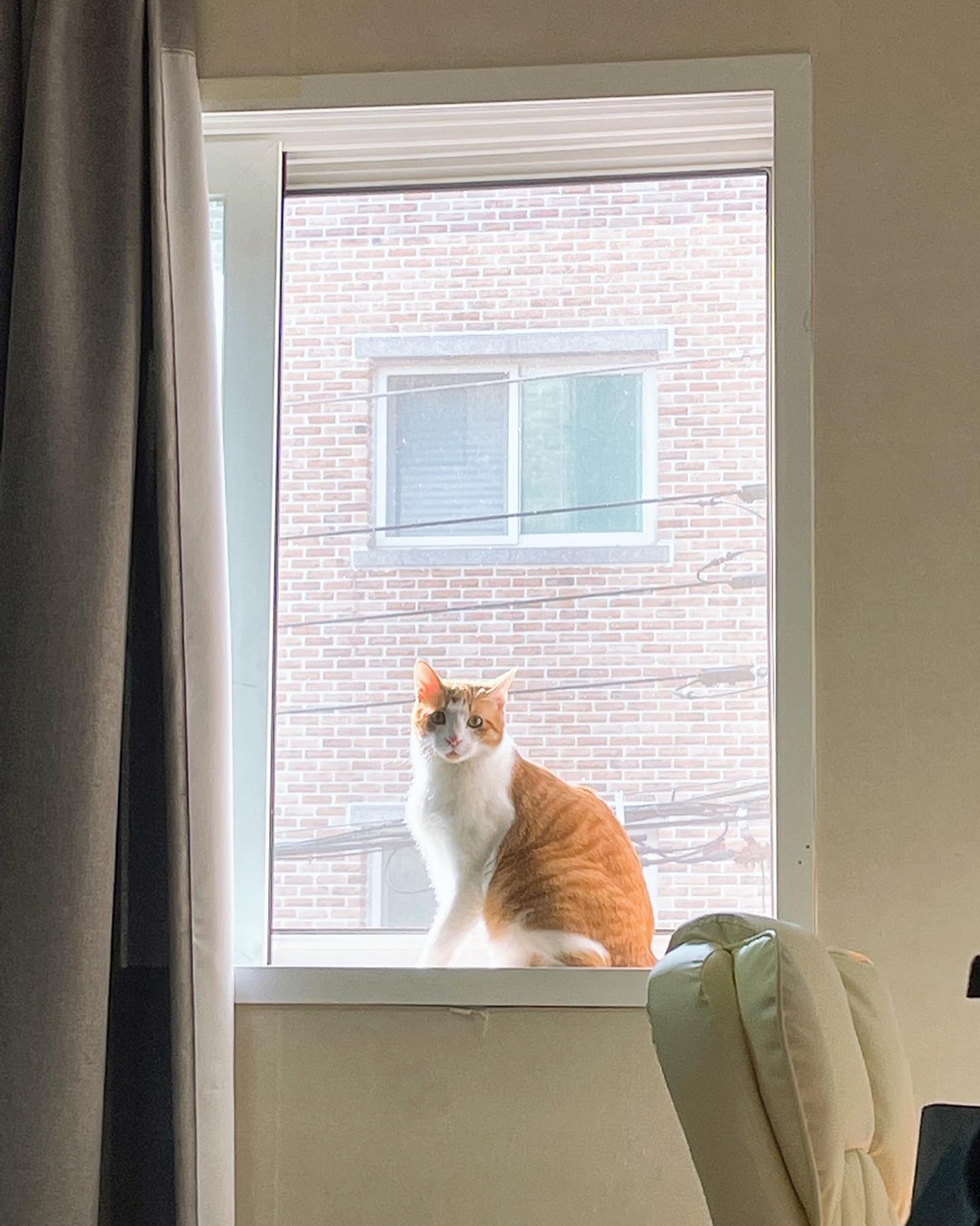 앵고 미모😍
늠름하게 잘 생겼네 우리 앵고😸

#고양이 #치즈고양이 #고양이모델 #냥이 #냥이스타그램 #고양이일상 #고양이그램 #앵고