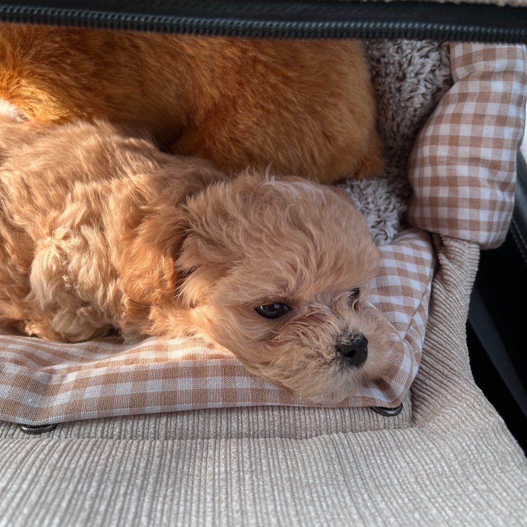 우리집 막둥이 뽀삐🥰
누가 인형인지 모르겠당!!!!