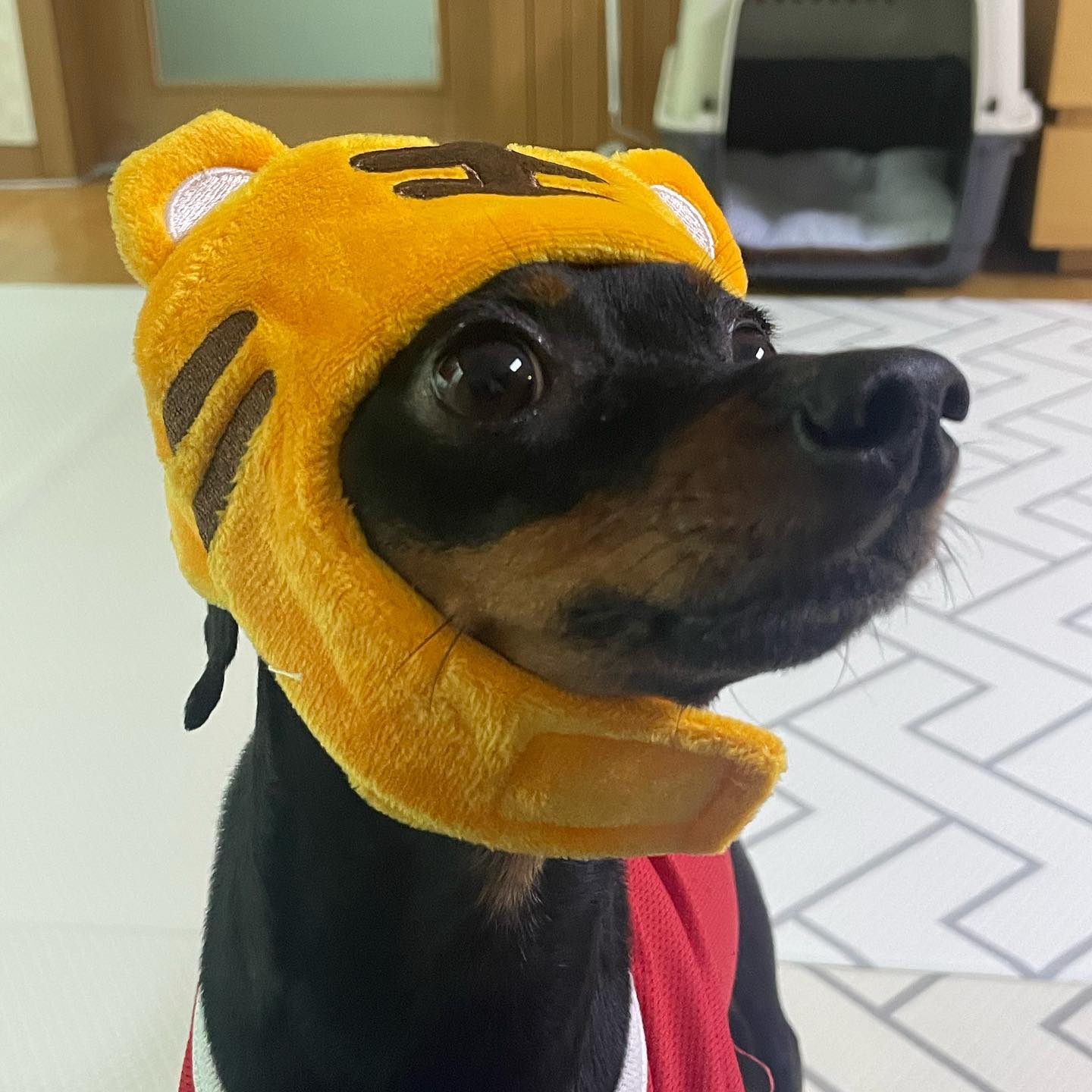 귀여운 호랑리치...🐯🐶❤️
두달 뒤에 하랑이가 집에 오면 이렇게 반겨주는거다👶🏻
#개아들 #미니핀 #호랑이띠맘