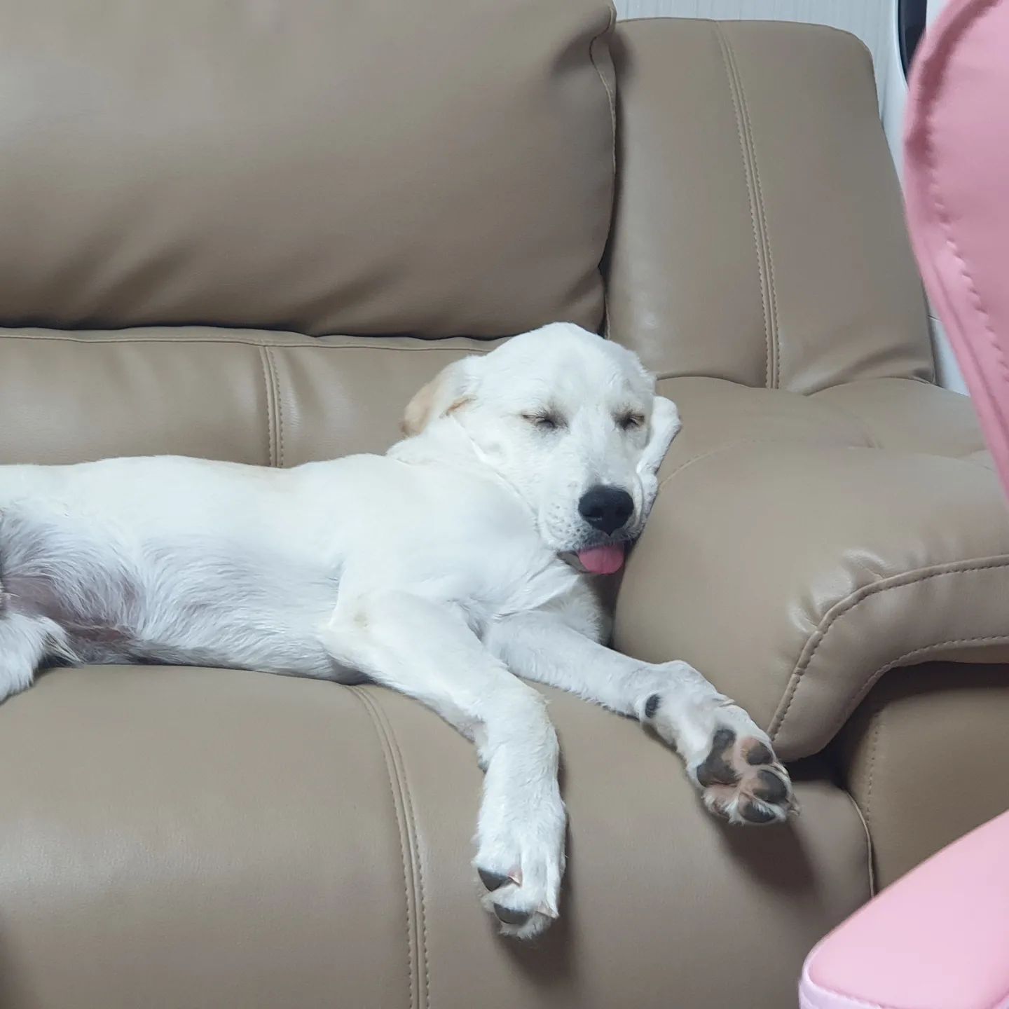 더 맛있게 자는 법 없나요?🐶💤

#강아지일상🐾 #강아지일기 #강아지친구환영 #강아지친구구함 #강아지친구맞팔 #강아지친구해요 #댕댕이친구 #댕댕이친구환영