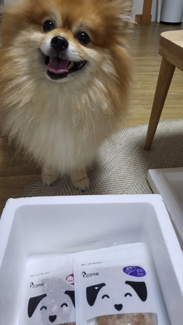 선견지묘 강아지화식사료로 간식처럼 사료를 호로록