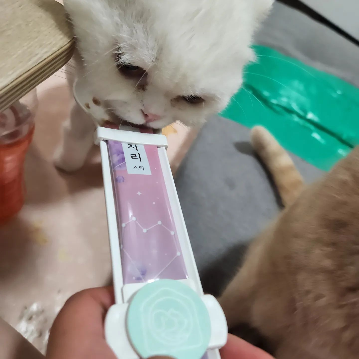 심장건강에 좋은 별자리스틱과 함께 예전에 받은 조이스틱으로 건강을 챙겨줬는데 다먹으니 떠나버린 하크😼

#하크네 #하양이크림이
#하양이 #크림이 #스코티쉬폴드 #브리티쉬숏헤어 #마이베프 #별자리스틱 #행운의집 #조이스푼 #냥스타그램 #냥팔 #냥팔맞팔 
#집사 #집사맞팔 #집사스타그램 
#고양이 #고양이스타그램