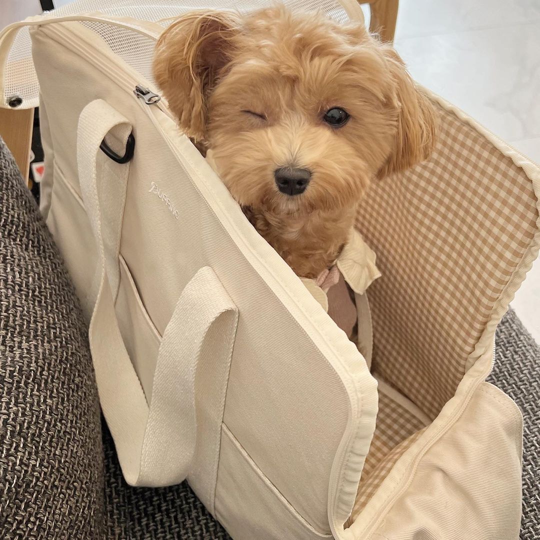 순덕앤소미 on Instagram: “내이름은 #김순덕 #퍼핑 #이동가방 써보고 푹 빠져버려땅💗 예쁜 디자인에 665g의 가벼운 무게로 순덕소미가 같이 들어갈 수 있는 넉넉한 사이즈😆 길쭉이 순덕이
