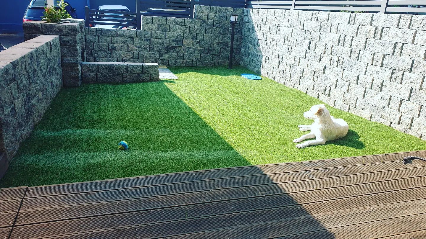 오늘 아빠가 저를 위해 잔디 깔아줘서 너무 좋아요🐶

#강아지일상기록 #강아지일기 #댕댕이일기 #반려견일기 #강아지사진 #댕댕이사진 #반려견사진