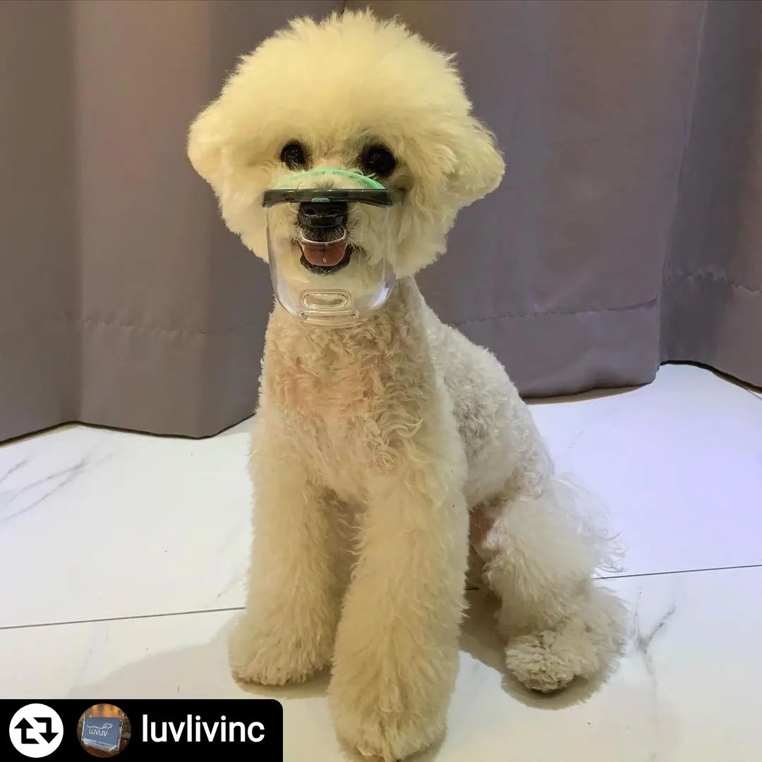 #리그램
#repost

강아지 산책 나갈때 정말 이제 필수품이된 luvlivinc 
엄청난 호기심땜에 바닥에 있는거 전부 입으로 확인하는 우리 댕댕이를 위해 꼭 필요한

강아지 투명 입마개~ 

루브립 투명 입마개는 물이나 간식도 자유롭게 먹을 수 있는 디자인이라 넘 좋고 특히 강아지 코가 닿는 부분이 날카롭거나 거칠지 않아서 아기도 편해한답니다 좋아요 강추합니다~

#광고 #협찬 #푸들 #푸들산책  #강아지산책 #입마개 #강아지입마개 #노즈워킹 #식분증 #강아지미용 #LUVLIC #루브립입마개 #멍스타그램 #예쁜강아지