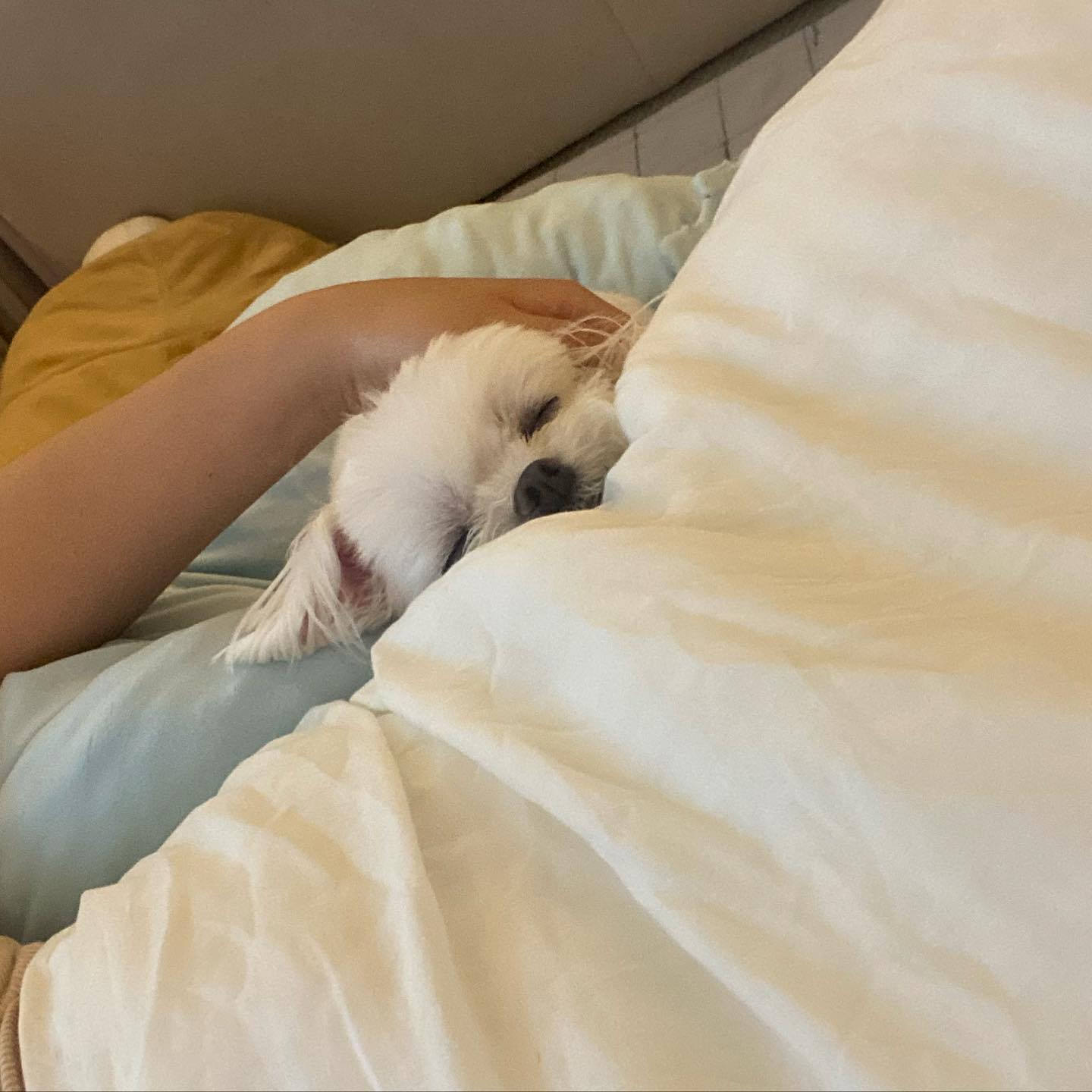 영원한 나의 일번 🫶 
#첫사랑 #🐶❤️‍🔥