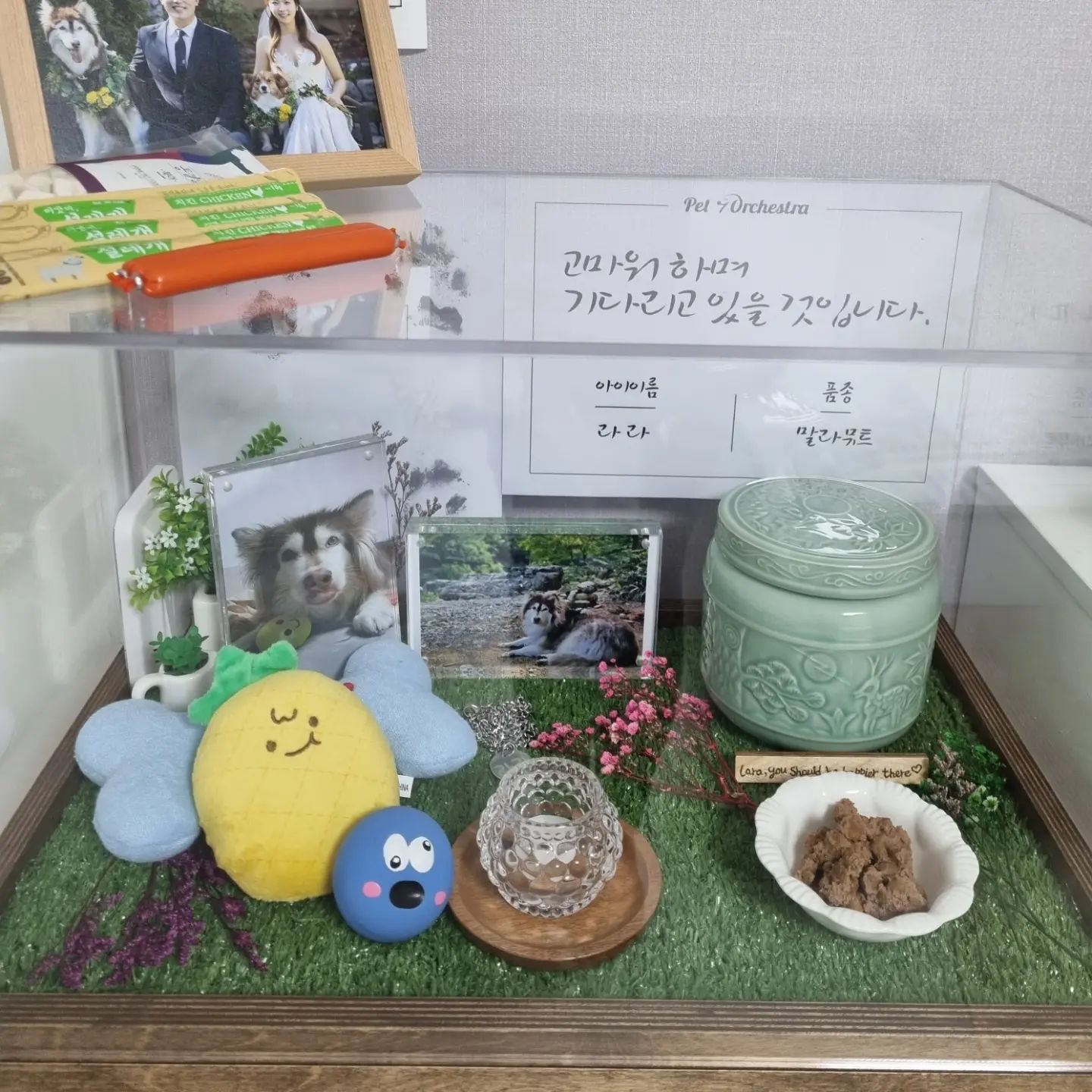 하늘도 무심하시지라는 말이 떠오르더라
이렇게 이쁘고 착한아이를 왜.

수도없이 생각했다
왜 우리 라라인가
왜 하필 뇌종양 이며
하필 수술 불가능한 위치인지

좀 더 빨리 알았더라면 살았을까
좀 더 기력이 있는 상태에서 수술진행 했다면 살았을까
왜 수의학은 mri 찍기 전까진 뇌종양인지 알 수 없는지 왜 거기까지밖에 발전이 안된건지
수도 없이 원망하고 자책했다.

내 욕심에 수술 진행해서 일주일도 못가고 무지개 다리를 건넌걸까
안했더라면 한달이라도 진통제 먹으며 살 수 있었을까
못해준게 생각나서 내 자신이 원망스럽다.

위험하고 힘든위치인건 맞지만 수술이 아예 불가능한건 아니라는 말을 듣고 그 순간 얼마나 다행이였는지. 지금 생각하면 바보같았다 내가.

리스크가 커 못해준다는 병원들을 뒤로하고
수원에 아가를 데리고 갔다
가는중에도 애기는 아프다며 계속 우는데 해줄 수 있는게 안아주는거 말곤 없어서
애가타고 너무 미안했다. 아직도 미안하다..

ㅇㅇㅅㅅ 선생님께서는
한달이 아니라 지금 당장 잘못되어도 이상하지 않다고 하셨다..종양 크기는
왜이리 큰지.. 왜 뇌 안쪽 깊숙히 있는지..

수술전,중,후에도 잘못될수 있다하셨지만
애기 살릴수만 있다면 시도라도 해주고 싶었다. 잘 끝나서 다시 우리집으로 돌아와
남은생 행복만 가득한 하루하루 보낼수있게

수술진행하기 전까지 견뎌준 우리 라라.
무사히 수술은 끝나 눈은 떴지만 호흡이 불안정 하다고 한다
그래도 눈 떴으니 호흡도 돌아올꺼야 라며
생각했다.

그게 마지막으로 눈뜬거였다면 더..좀 더 오래 바라봐주는건데. 일이 뭐라고 다시 내려간건지 난. 바보같이 너무 미안하다

출근길에 전화가왔다 급하게 수원으로 가는 버스를 타고 도착했는데 애기가 눈을 안뜬다
심장은 뛰는데..선생님께서는 마음의 준비를 하라고 하시는데 믿을수가 없다.

전혀 준비하고 싶지않다
준비하면 진짜 포기하는것 같아서.
아직 심장은 뛰니까..포기하지 못하겠다
일어날수도 있지 않을까
애기 쓰다듬고 말도 걸어보고 있는데
분명 배가 움직였단 말이지.그럴일 없다하셨지만, 애기도 일어날려고 힘내는게 아닐까 그래서 포기할수 없다.

지금 생각해보니 엄마아빠 왔다고
있는 힘껏 움직여줬나 보다..고맙다 너무..

새벽에 결국 떠난 우리 라라
정말 하염없이 울었다
눈물이 이렇게 많이 나는게 신기하다

애기 몸은 차갑고, 핑크빛 몸은 보랏빛으로
변했다. 볼에 뽀뽀도 해봤는데 차다.
우리 라라가 맞는데 너무 차갑다.

수의라도 입혀 보내주고 싶은데 맞는게 없단다
면포도 안맞는단다
겨울에도 추위를 타고 털이 많은 아이였기에 옷은 꼭 입혀 보내주고 싶었는데
그것마저 못해줬다
마지막까지 미안한게 많다

사랑하는 우리 딸 라라
이제 안아프니?
아프지 말고 꼭 행복해야해 아가
엄마아빠랑 1년밖에 못살았는데
뭐가 급하다고 그렇게 일찍 가니
좀 더 오래 머물다 가지..
아직 해주고 싶은것도 같이 가고 싶은곳도 많은데
엄만 아직도 가슴이 아파
너무나 너가 보고싶어
사진을 보고 영상을 봐도 해소가 되질않아
영혼이 있다면 엄마 옆에 좀 머물다 가주지 않겠니, 널 위해 수제간식도 만들어 봤어
하네스도 방석도 새로 사놨었는데
한번 제대로 사용도 못해보고 떠났네

너무 사랑하는 아가야
다음생이 있다면 엄마아빠 딸이나,
다시 가족이 되어주지 않겠니
꿈에도 한번 나와주라
우리 행복하게 뛰어놀자.
너무많이 사랑해 라라야🤍