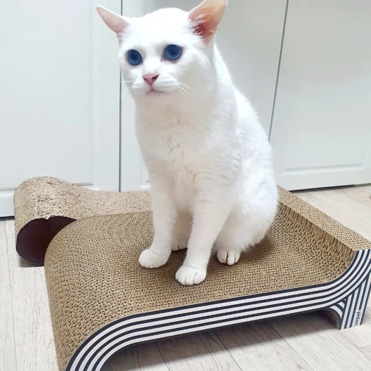 가성비 좋은 고양이스크래쳐 추천해요. 앞뒷면 수직수평 사용가능! (가난한 집사에게 추천..)
