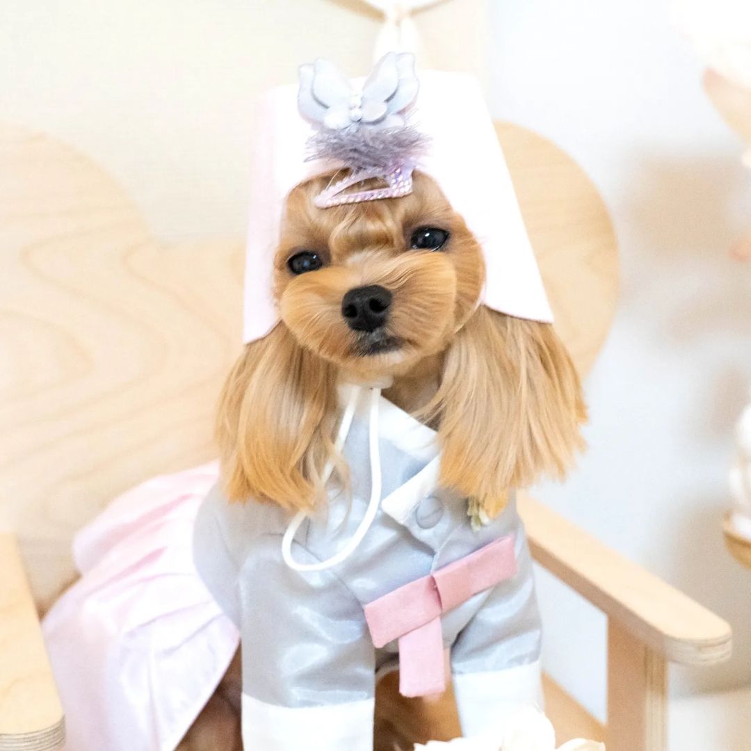 말티푸 그리 닥스훈트 삐노 누와 삼남매 on Instagram: “오늘은 그리의 첫번째 생일🎂 그리가 얼마나 소중한 존재인지 더. 느끼게 되어서 더. 감사한 날 엄마가 그리는 사랑받기 위해서 태어