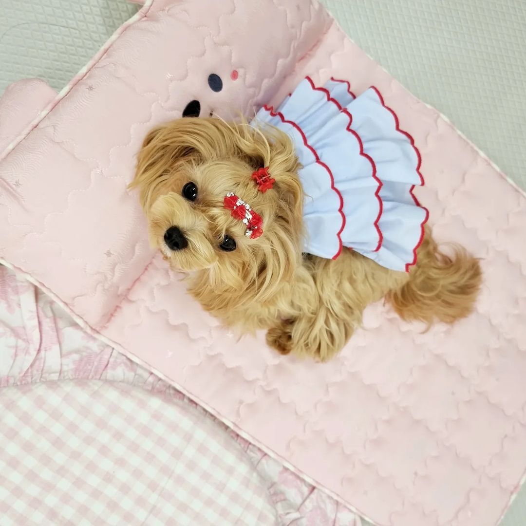 말티푸 그리 닥스훈트 삐노 누와 삼남매 on Instagram: “출근해서 개껌 먹고 이제 자려궁😍 에어컨 빵빵 🧊 시원한 쿨매트에서 천국을 누리개😄 친구들도 시원하개💙홧팅🙌…”