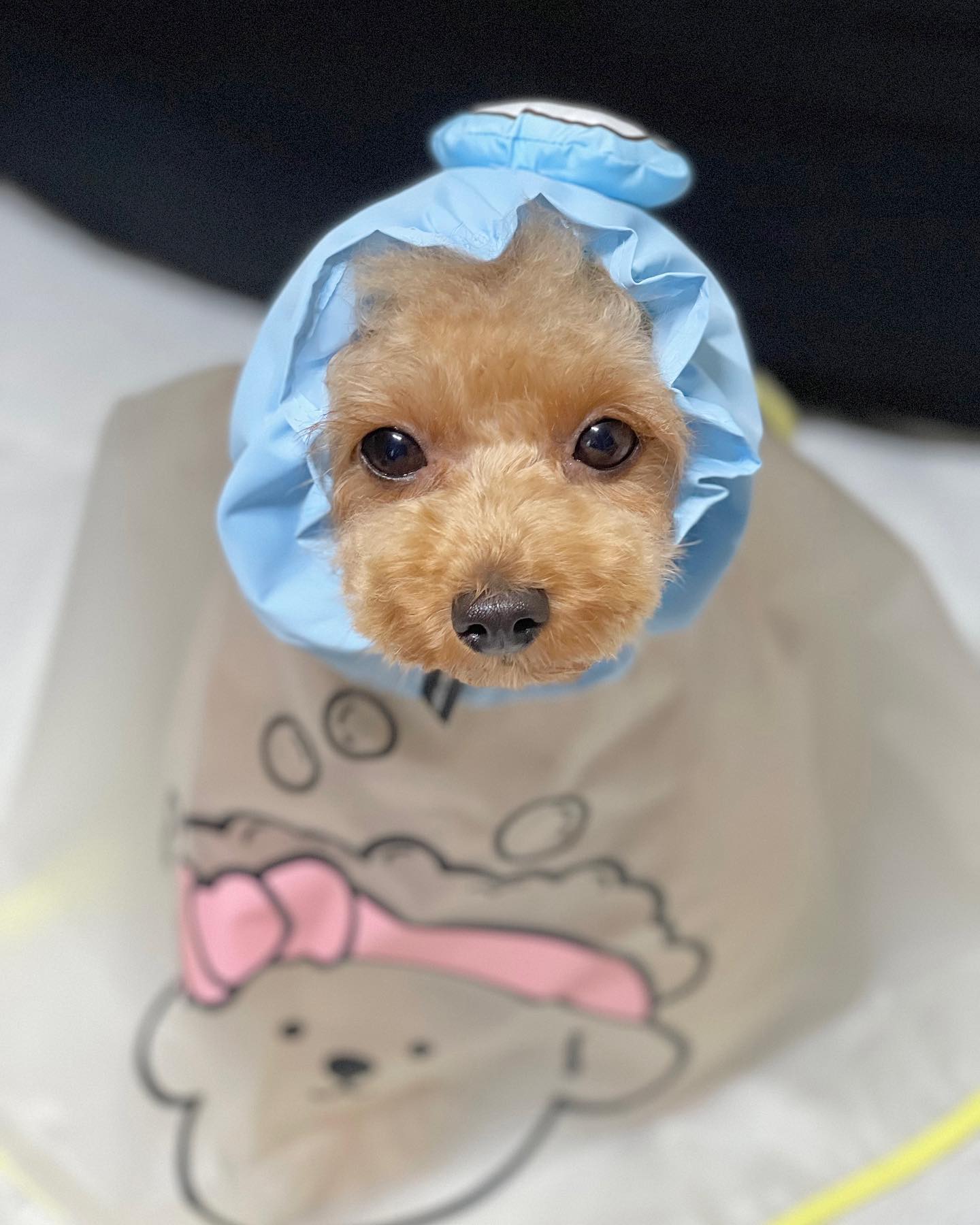 ⋆ᴏᴅᴅᴘᴇᴛ⋆#협찬

역시 고양이세수할땐
방수헤어밴드가 최고👍🏻

뽀글이 세수할때 필수품😶‍🌫️
#오드펫 #또또또방수헤어밴드

｡ﾟﾟ･｡･ﾟﾟ｡
ﾟ。 oddpet 
　ﾟ･｡･

#강아지스누드#방수스누드#강아지용품#푸들#반려견#강아지#댕댕이#뽀글이#petdog#댕팔#멍팔#泰迪