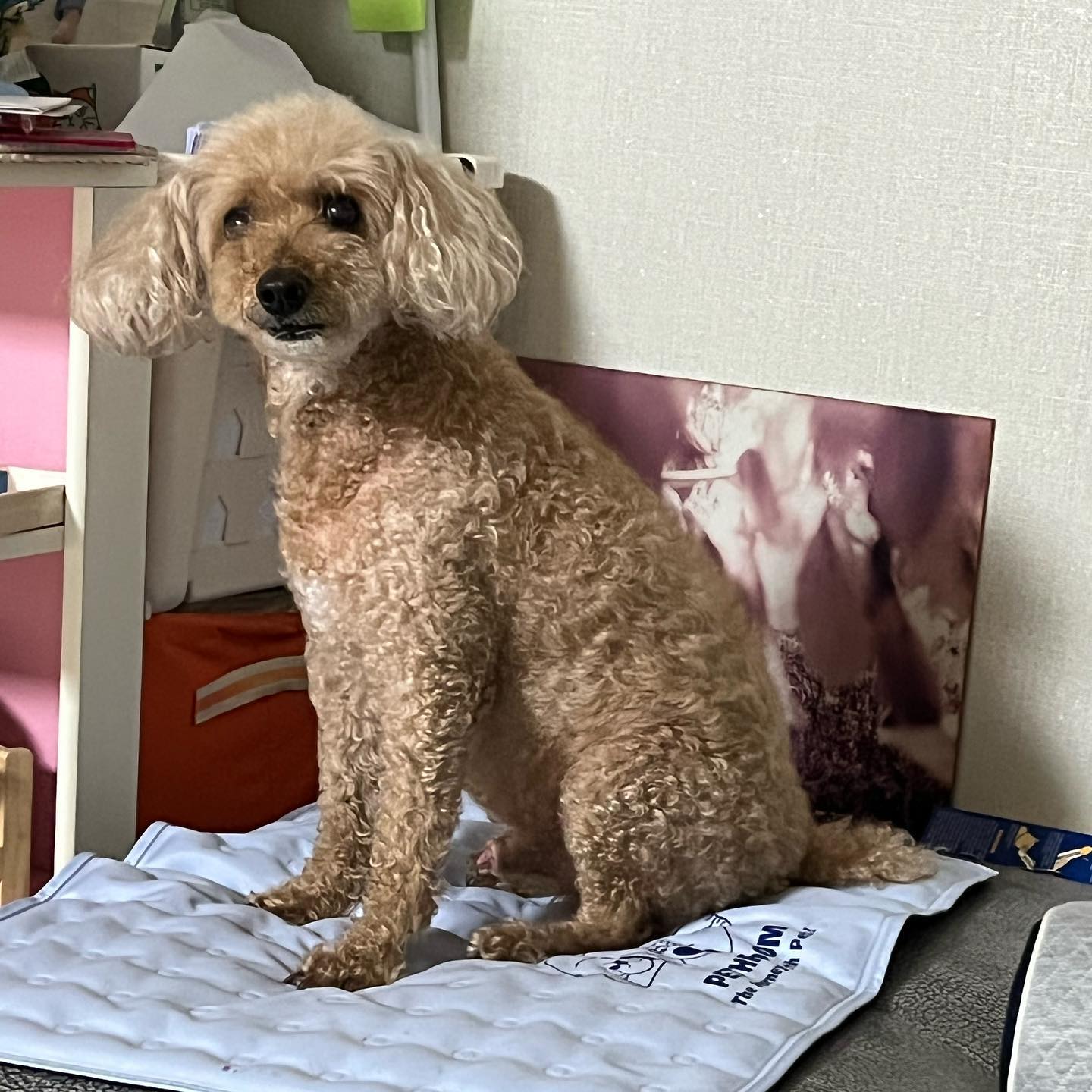 왜 자꾸 거기 쳐다보는 거야 콩아..!