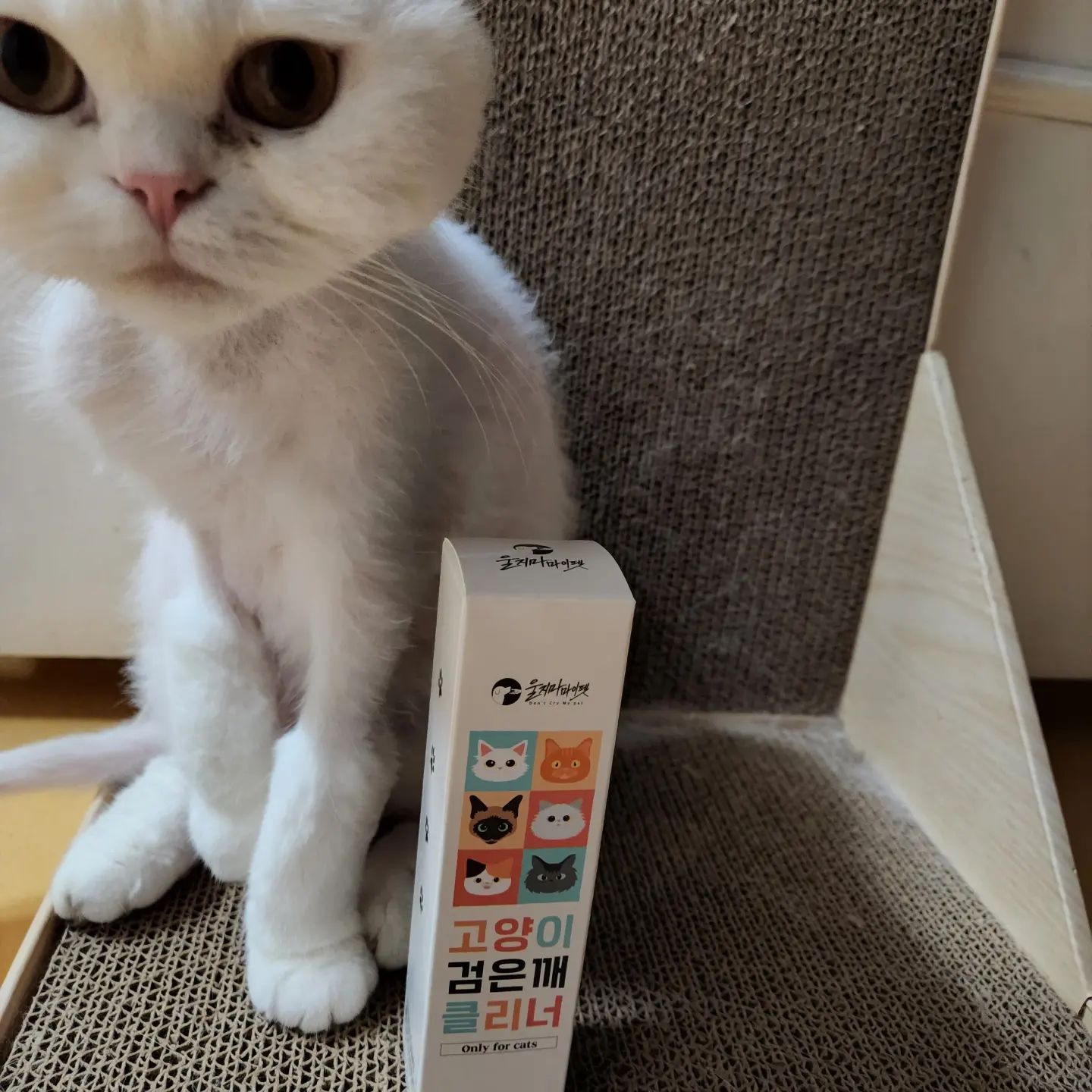 dontcrymypet_official 에서 하양이어크림이에게 #고양이검은깨클리너
를 보내주셨어요!
고양이검은깨클리너는 민감한 고양이를 위해 순한제품이구요

-효모/쌀발효여과물로 보습효과
-순한 약용식물추추물로 피부 깊숙이 영양 👍
-문제성 피모에 진정케어에 탁월
-고양이 전용 턱 부위케어 제품으로 물로 씻을 필요없이 간편하게 사용가능
-예민한 고양이의 특성에 맞는 자극이 적은 무향제품
- 고양이 피부ph에 맞춘 제품으로 안심하고 사용가능
-턱 부위케어 제품이라고 하지만 블랙헤드가 있는 모든부위에는 사용가능

하양이크림이는 아직까지는 다행히도 피지, 블랙헤드, 레드스팟이 없지만 아파지면 관리하기 힘들고 심하면 병원도 가야하니까 꾸준히 관리를 해보려구요 

 #광고 #협찬#울지마마이펫 #고양이턱드름 #고양이용품 #고양이피부 #고양이피부관리 #고양이그램 

⠀
#하크네#하양이크림이
#하양이 #크림이 #스코티쉬폴드 #브리티쉬숏헤어 #냥스타그램 #냥팔 #냥팔맞팔 
#집사 #집사맞팔 #집사스타그램 
#고양이 #고양이스타그램 #반짝이는무지개빛깔