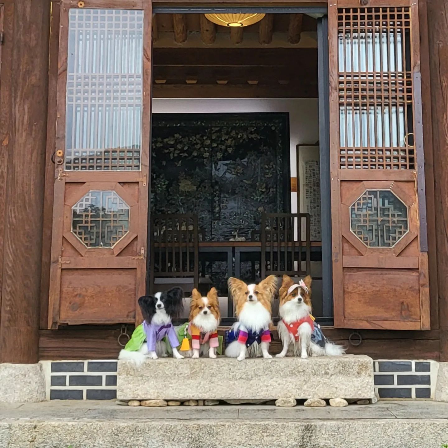 우래기들 미모 최고😭빠삐용 최고😭😭
한옥 최고🤩 편안한 잠자리 최고💕

추진해주신 그럼 보리엄마들도 최고ㅠㅠㅠㅠ👍
같이 신나게 간 달이맘도 최고ㅠㅠㅠㅠㅠ😍

#그럼 #보리 #달이 #파이

#빠삐용 #파피용 #강아지 #빠삐용여행
#홍천 #한옥 #애견동반한옥 #잠빌펜션
