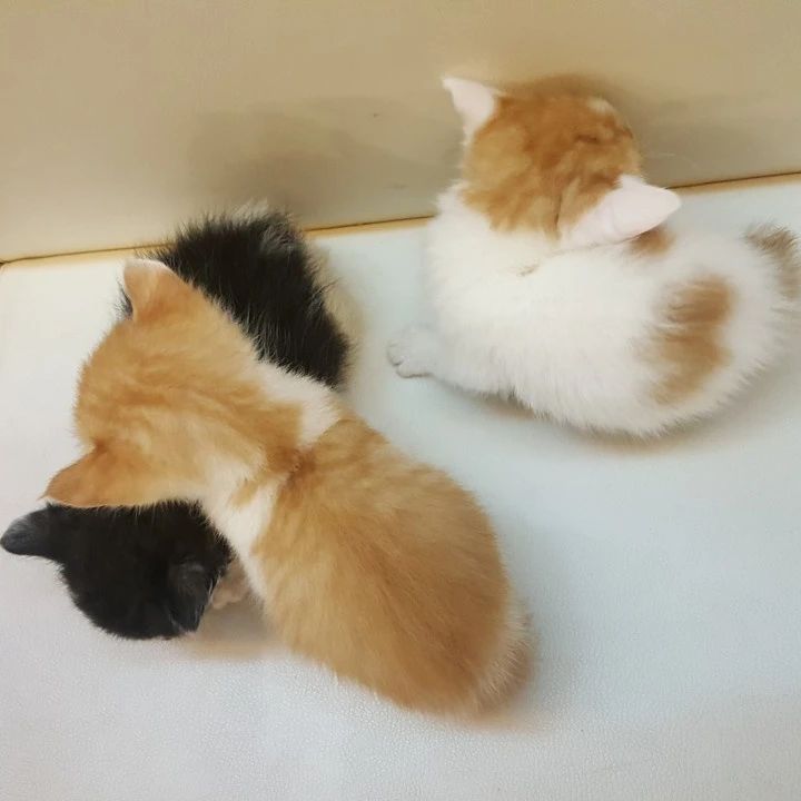껌란이 조랭이떡 시절😏
꺼몽🐈‍⬛
고란🐱
입양간#희몽
#사지말고입양하세요