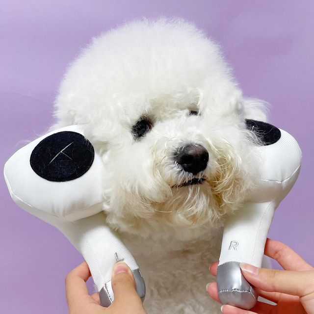 강아지모델 비숑 만두 on Instagram: "#광고 요즘 개어팟 없는 친구들 없zi? 난 힙하게 눈치상화 개어팟으로 노래(?)듣는다🎧 바스락 음질 좋고 삑삑이 음량 적당하구 케이스 튼튼하구! 완죠니