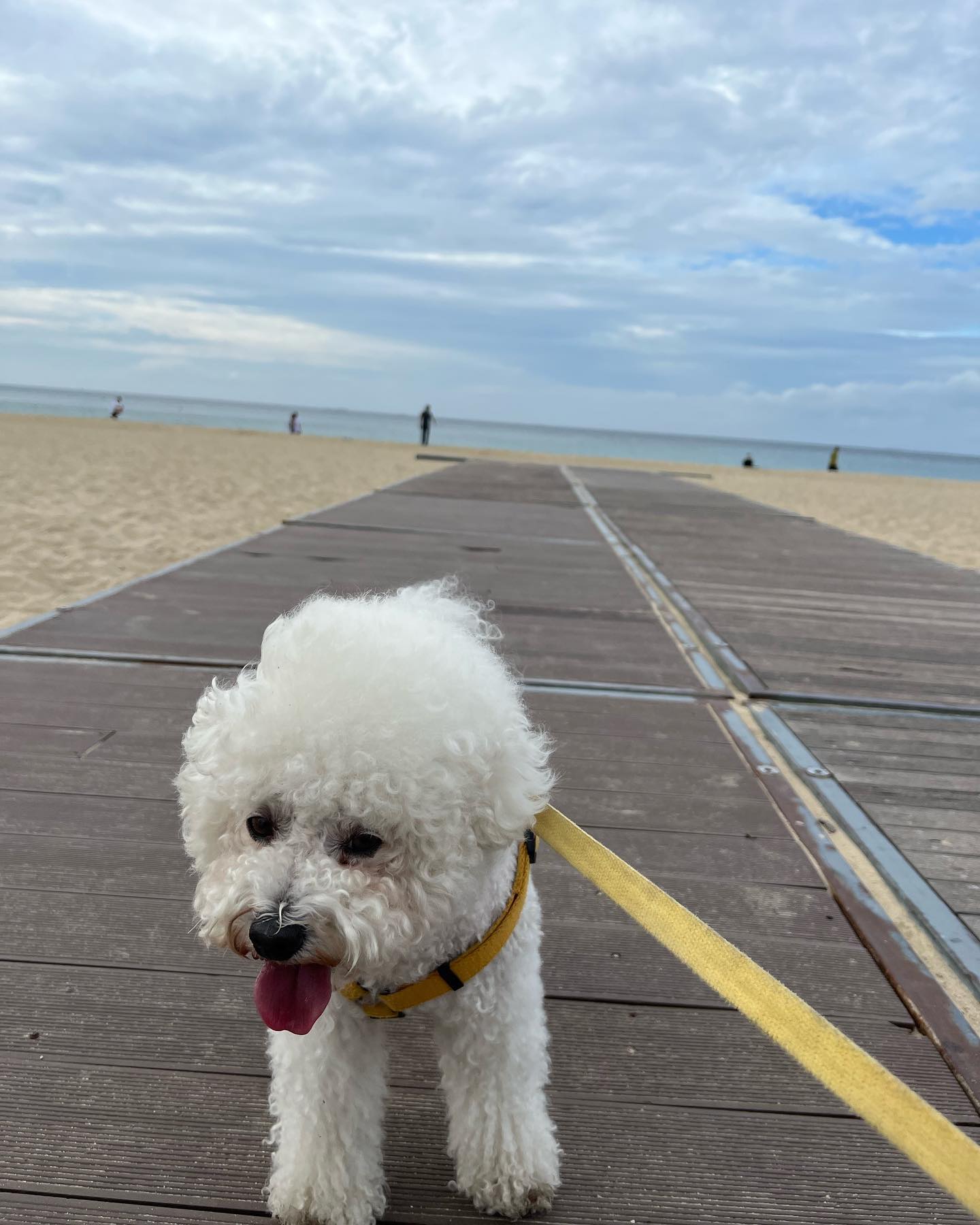 💙🌊🔵🏖
.
.
.

#비숑프리제 #멍스타그램 #반려견 #dog #일상 #개스타그램 #댕댕이#dogstagram #펫스타그램 #pet #견스타그램 #강아지그램#독스타그램 #instadog #멍멍스타그램 #petstagram #좋아요 #❤️ #밀크점장 #부산 #해운대