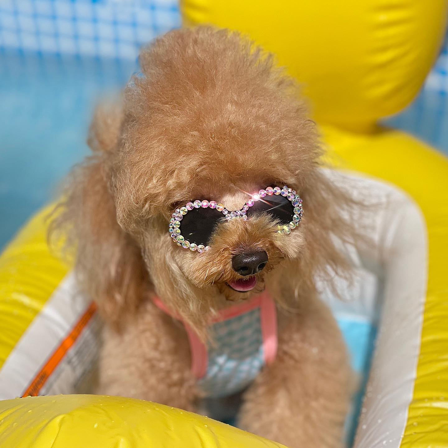 블링블링선글끼고😎
스위밍🏊🏻

#물질색팔색#푸들#반려견#강아지#댕댕이#뽀글이#petdog#댕팔#멍팔#泰迪