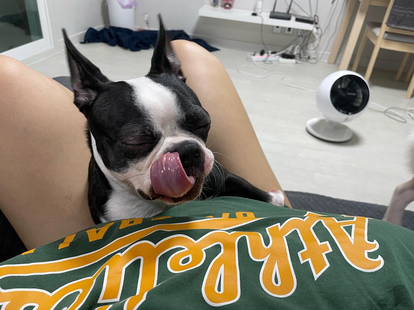 #엄마괴롭히기달인#까불다가엄마한테잡힘#동생도같이동참#나는몰라요모릅니다🙄#그와중에나좀예쁨#코코#보스턴테리어#bostonterrier#우유#마메시바#mameshiba