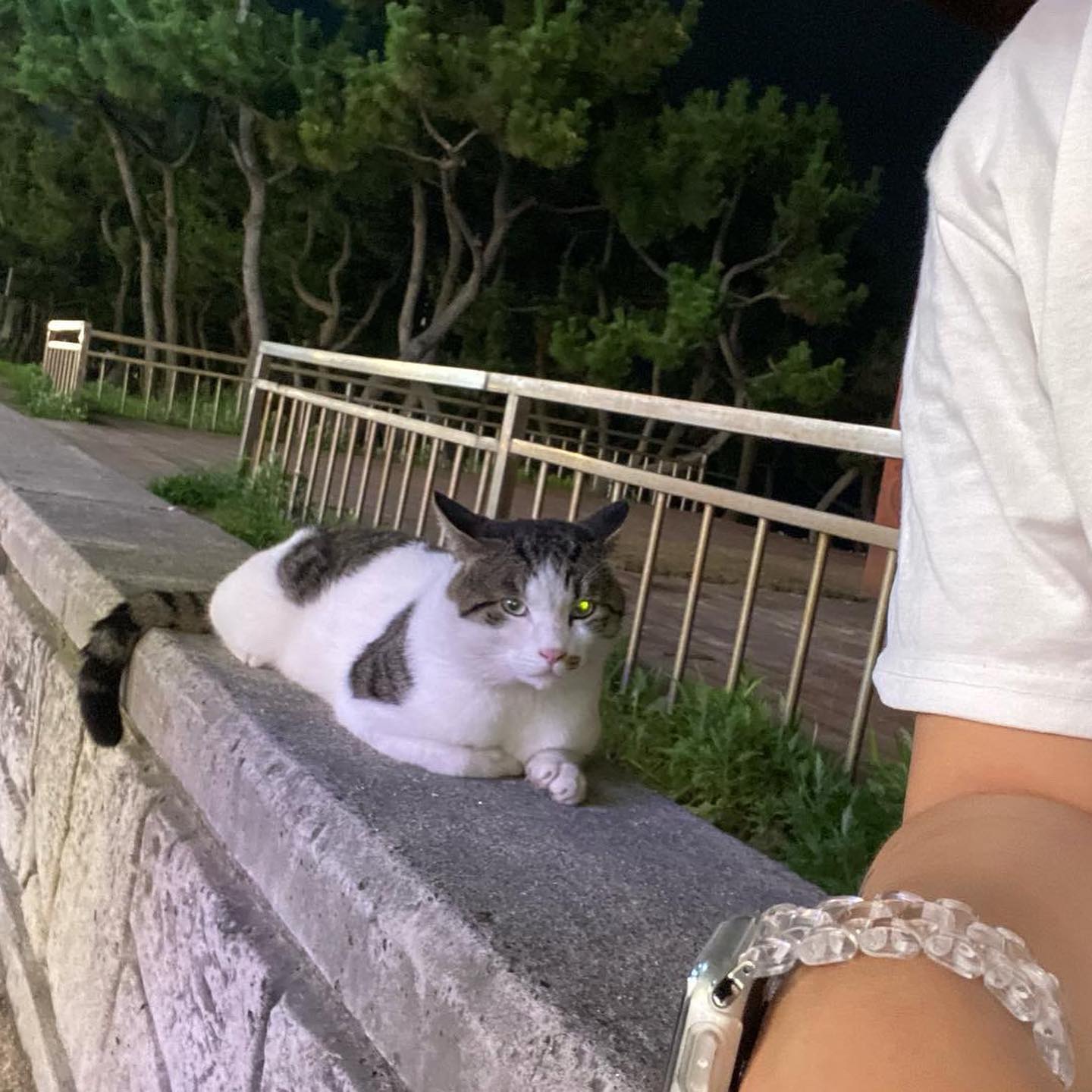 야옹아 멍멍해바