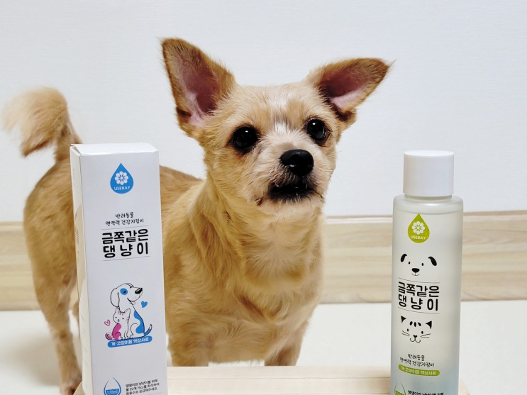 강아지면역력 금쪽같은 댕냥이로 건강하게 관리해요