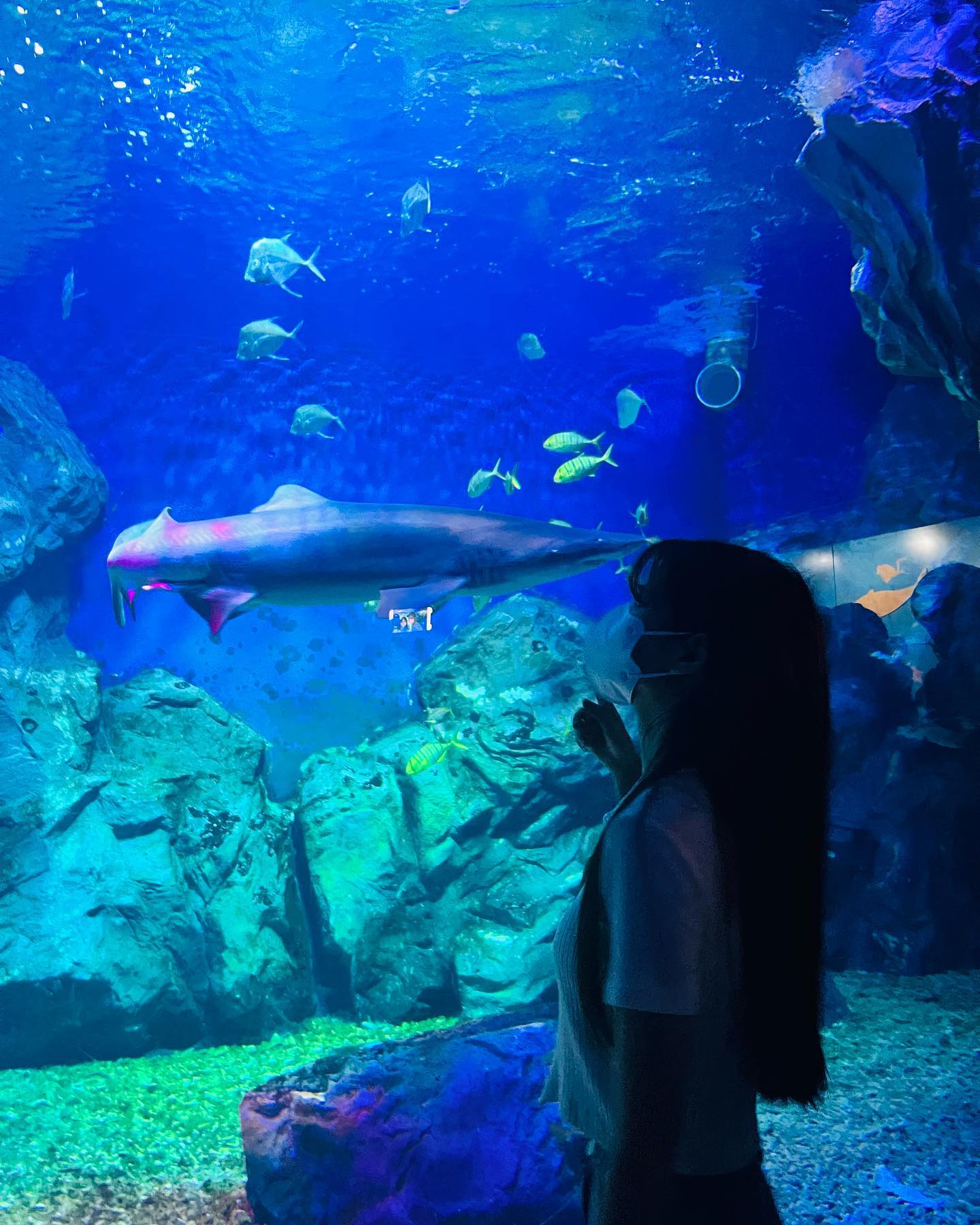 🦈