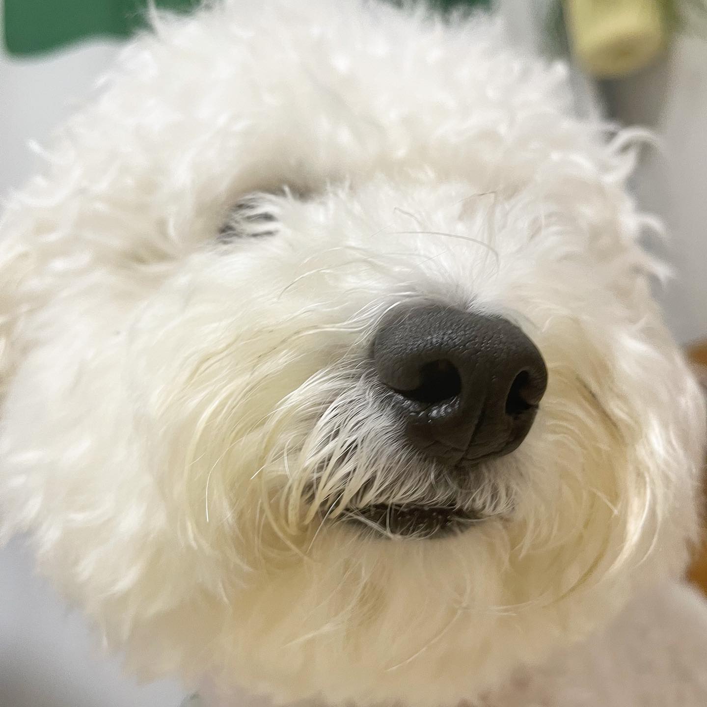 봉봉이의 코문따기 👃🏻