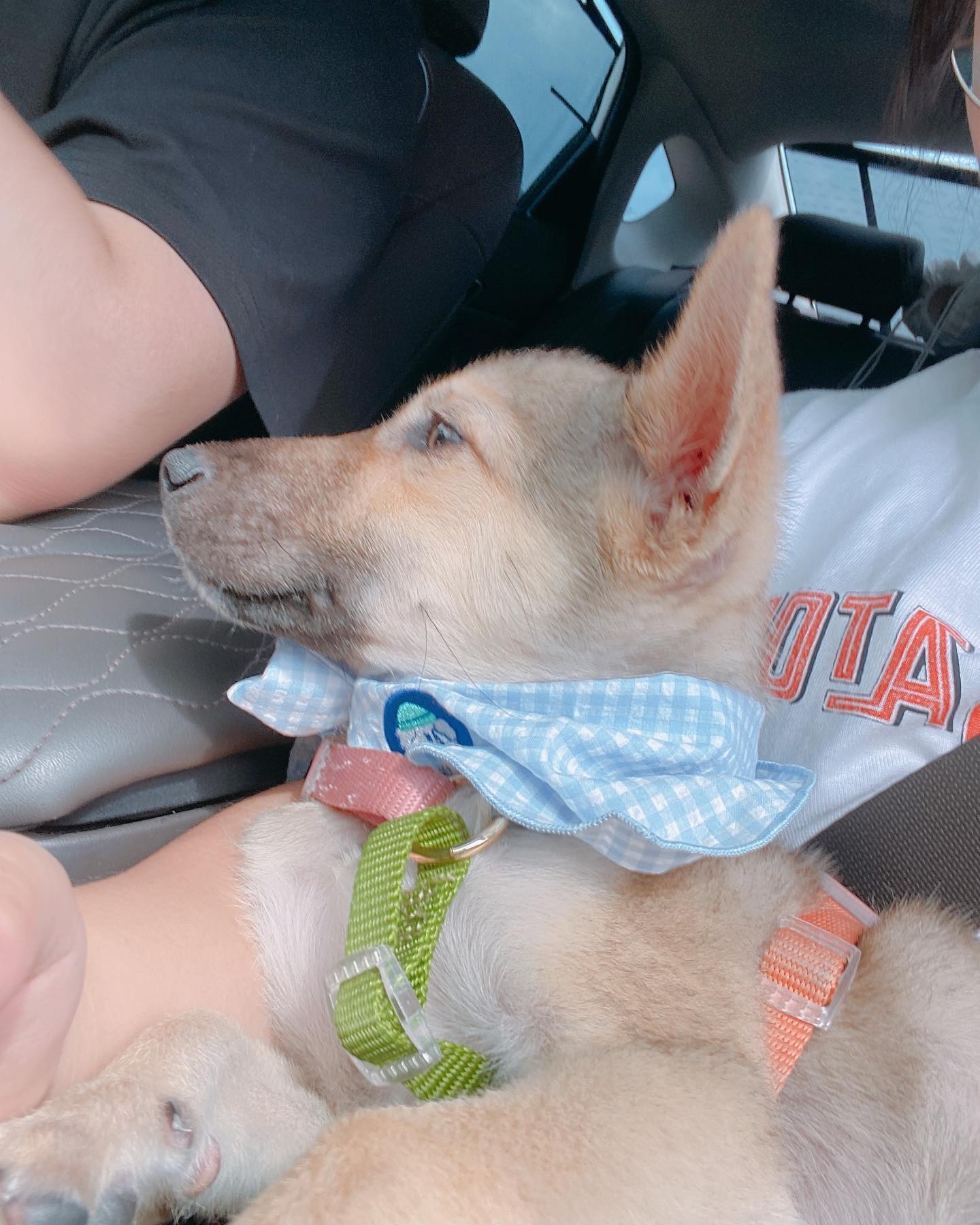 우리 마루 누구 닮아 이리 잘생겼니❤️❤️❤️❤️ #목욕 후 #태어나서 첫 드라이브 #우리 집 막둥이 #운전기사 #남자친구 #고마워 #사랑해😍😍😍😍