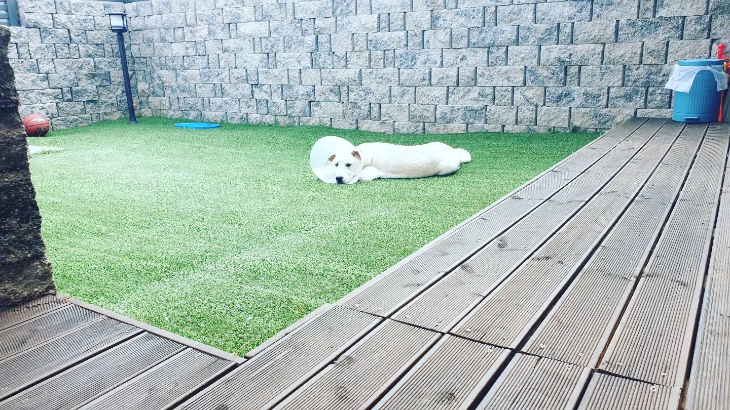 포동이 중성화 수술 한날... 힘내 포동아🥲

#강아지일상🐾 #강아지중성화수술 #반려견소통 #강아지소통 #강아지🐶 #강아지사진