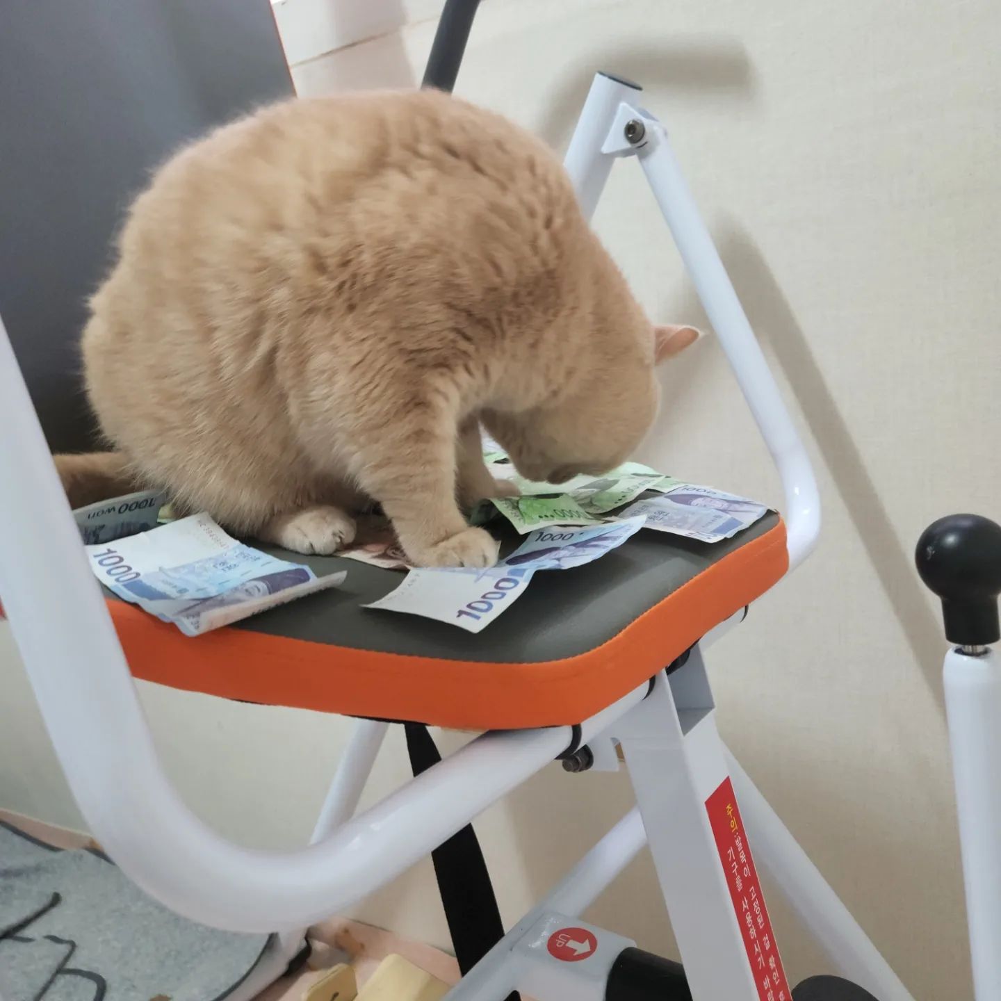 돈이 다 젖어서 말리는데 나타난 크림이
약간 내 용돈이냥 하고 올라가서 선택하는 느낌이랄까나...?

⠀
⠀
⠀
⠀
⠀
⠀
⠀
#하크네 #크림이 #날씨요정을기다려요
#브리티쉬숏헤어 #냥스타그램 #냥팔 #냥팔맞팔 
#집사 #집사맞팔 #집사스타그램 
#고양이 #고양이스타그램