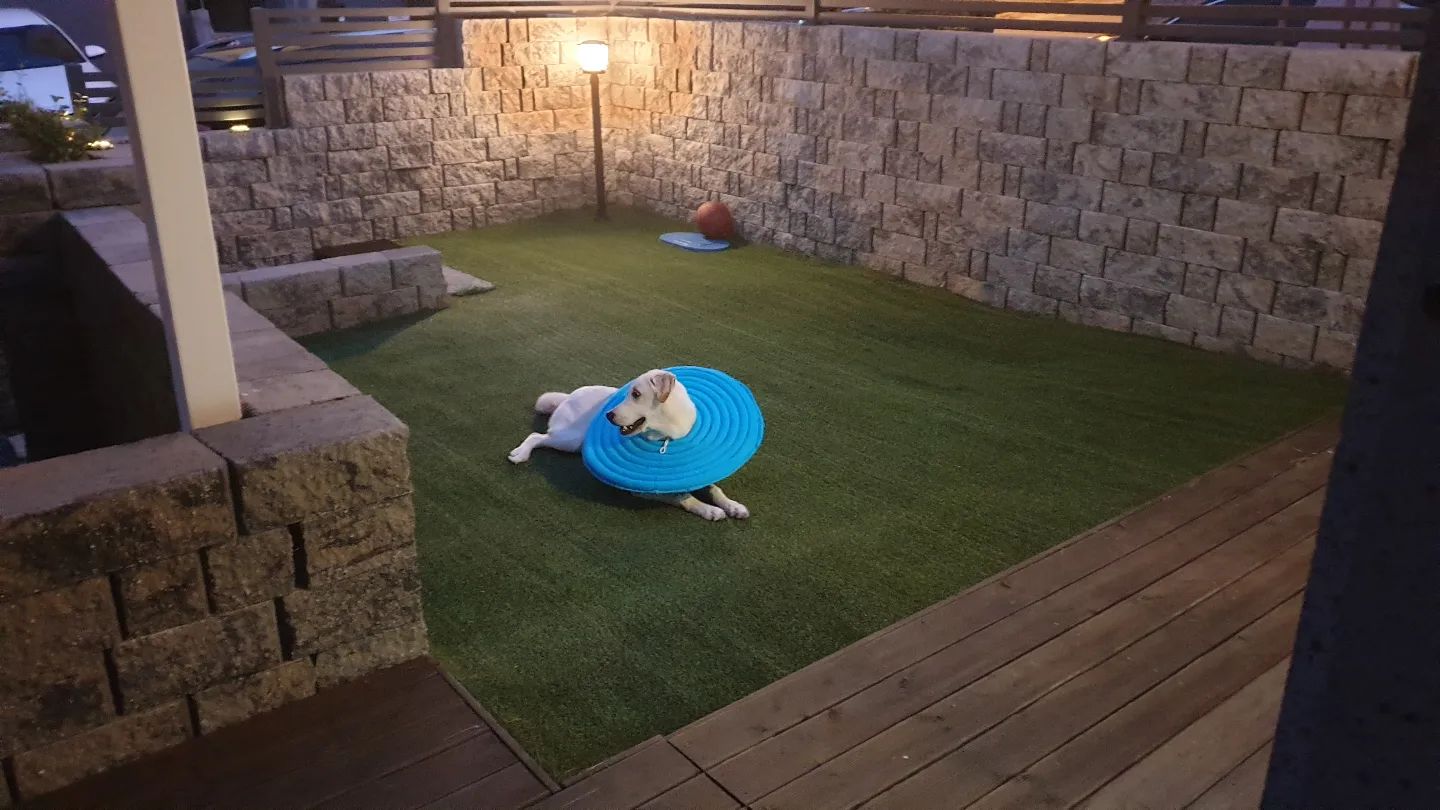 포동이 하루만에 회복🙂 산책 가고싶어...😑

#강아지맞팔해요 #강아지소통해요 #반려견맞팔해요 #반려견소통해요 #댕댕이맞팔해요🤗 #댕댕이소통환영