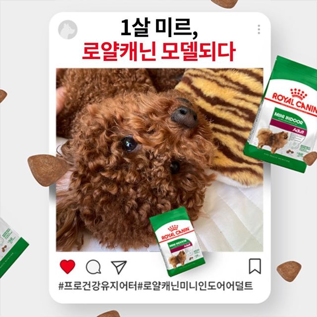 초코푸들 미르🐻 on Instagram: "오늘밤쥬인공은나야나!나야나~! #로얄캐닌#미니인도어어덜트#내가로얄캐닌모델"