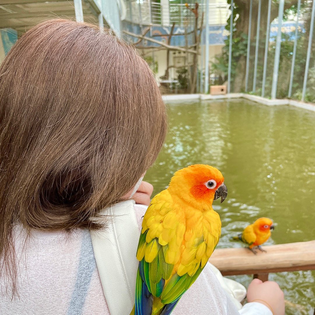 새를 좋아하지만 다가오면 무서워하는편🦜