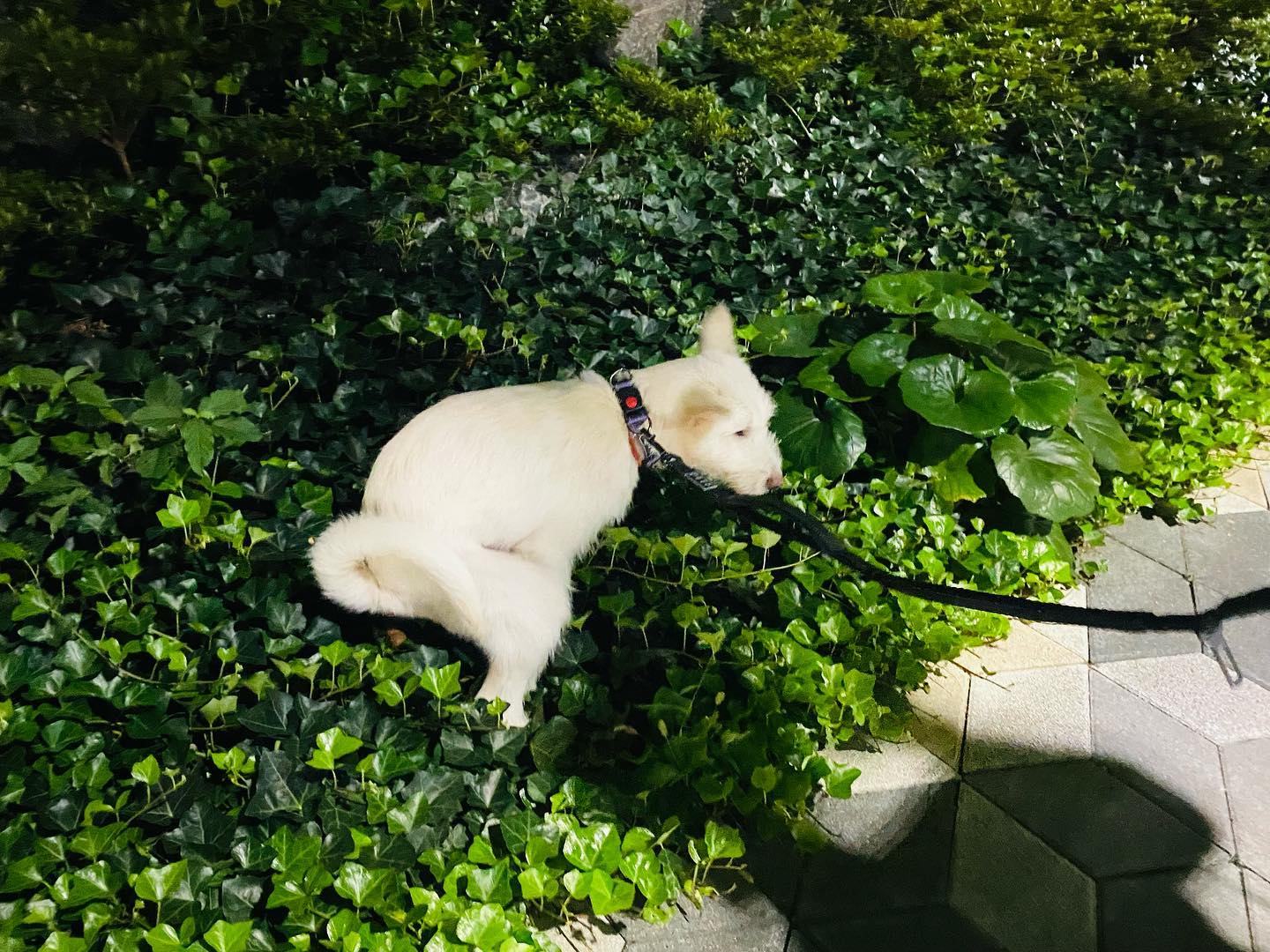 애들 저녁산책 응가 줍줍하고 들어오니 밥이 도착해있꾼👻
바람이 시원~~하구나🎶🎶

#강아지 #dog #견스타그램 #펫스타그램 #인스타독 #댕댕이 #멍멍이 #daily #doglife #dogstagrame #puppy #멍팔 #댕팔 #소통 #강아지협찬 #멍팔환영 #파양견 #사지말고입양하세요 #좋아요 #좋아요반사 #좋아요반사댓글 #포메 #비숑 #푸들 #스피츠 #견주소통 #맞팔#petstagram
