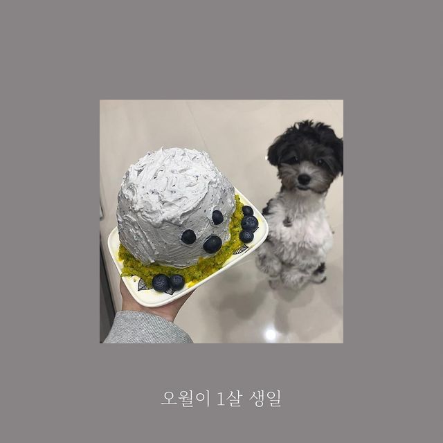 하린 on Instagram: "#오월이 #1살 #생일 #첫돌 #강아지케이크"