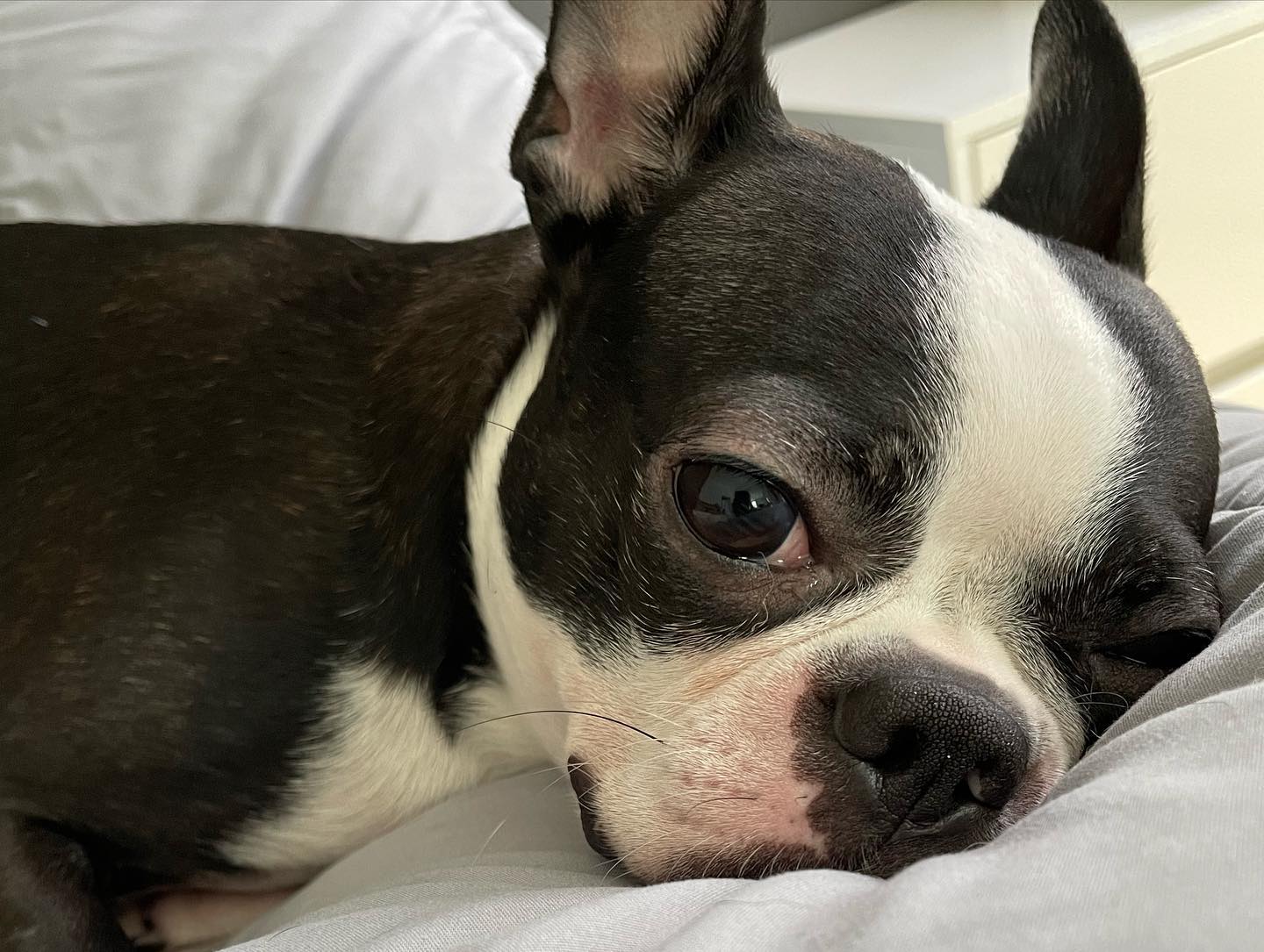 #졸려😴 #보스턴테리어 #bostonterrier #여자아이