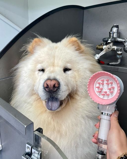 백지선 on Instagram: "#광고 반려견,묘를 키우시는 분들이라면 꼭! 한번 추천해드리고 싶어요☺️ 🚿펫샤워기를 이용해보신 분들이시라면 다들 아실거에요ㅠㅠ 일반샤워기와 펫샤