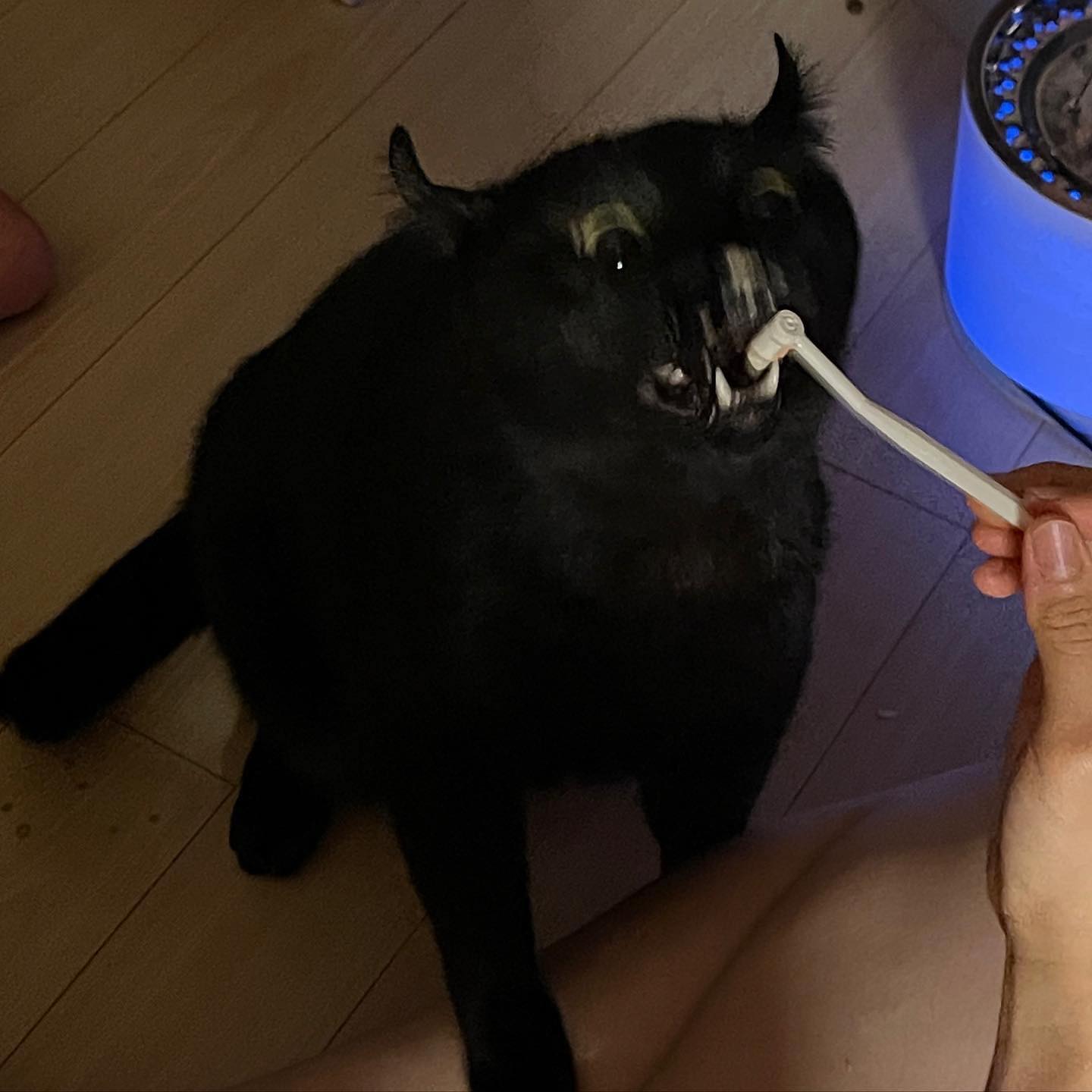이 아이에게 격하게 양치의 즐거움을 알려주고 싶다
#venom
#츄르 로 길들이는 중

#cat #catstagram #냥스타그램 #🐈