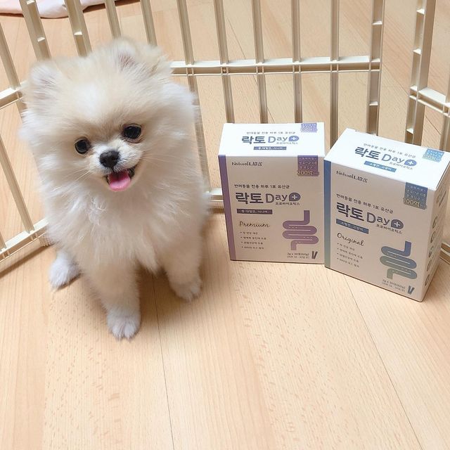 두부 on Instagram: "#이벤트당첨 🎉두부의 첫 이벤트 당첨🎉 굿데이펫에서 두부에게 ‘락토DAY+’ 를 보내주셨어요☺️ 🔅