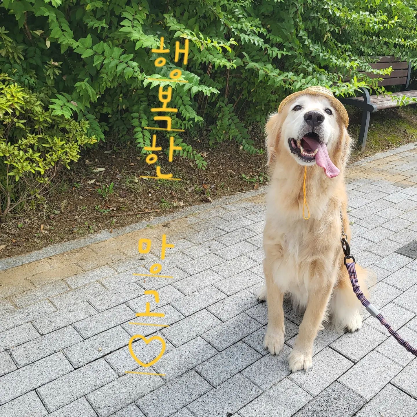 23. 9. 17

🐶 행복한 망고씨

모자쓰고 오랜만에 멍까페 #스니프 에 놀러간망고

사람을 너무조하해서 하루종일 배뒤집어깐날!

#골든리트리버 #골든리트리버그램 #골든리트리버스타그램 #골댕이는사랑입니다 #골댕 #골댕이 #골댕이는사랑입니다❤ #골댕이그램