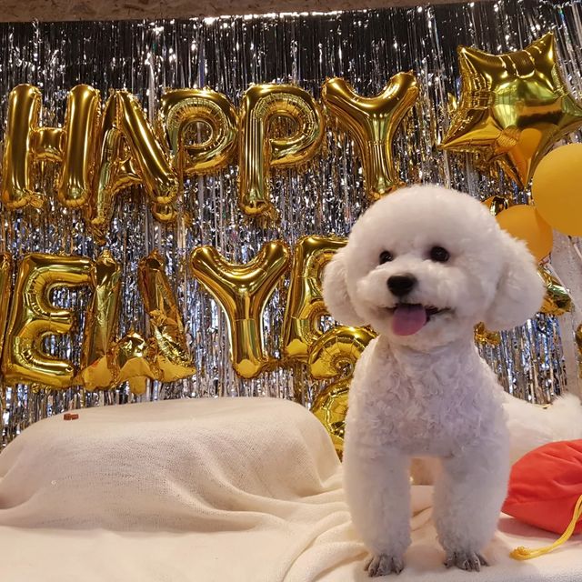 오천둥⚡️오하트💝 on Instagram: "천둥이네는 오늘 어반밸리를 다녀왔어요😊😊 강아지 뛰어노는곳도 너무 넓게 잘 꾸며져있고 포토존도 너무 이뻐요💖 오랜만에 애견카페를 다녀왔지만