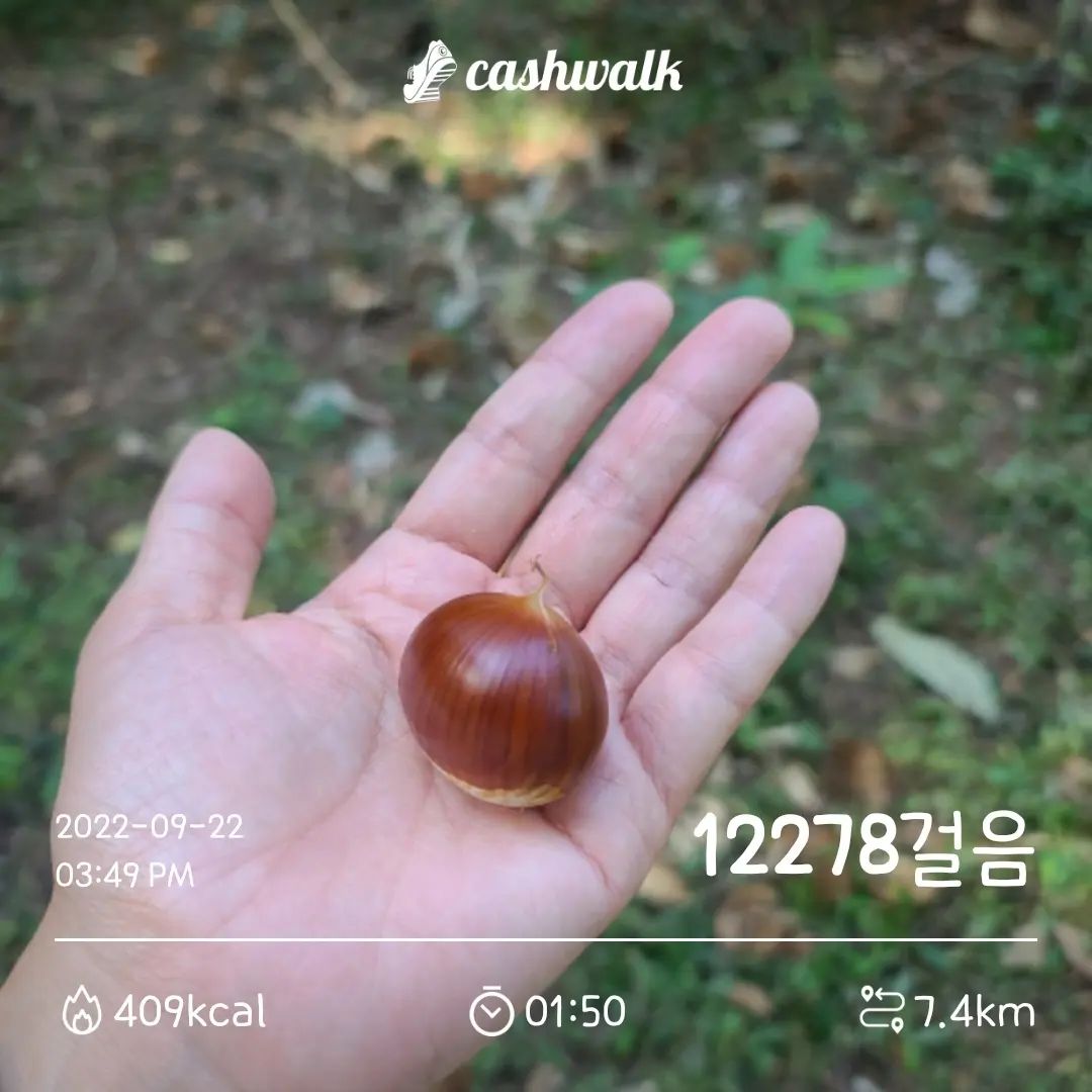 #오운완

진짜 궁디붙이고 쉴까 하는 마음이었는데
끙차! 부랴부랴 몸을 일으켜
하상도로를 지나 근처 공원뒷산으로 휘휘!

알밤이 죄다 털렸더라구요.
동네 어르신들은 어쩜 그리
알밤터는 시기를 아는지
아무리 뒤져봐도 훑어봐도
이미 나무에 매달린 밤송이도 다 털업 😱

알밤 한개 딱 주었는데
갑자기 청설모 출현 🤣
살포시 던져주고 왔답니다.

알밤이며 도토리며
너무 다 털어가지 마세요.
원래 산주인인 다람쥐랑 청설모가 
겨우내내 먹어야한다구욧 💦

#유산소운동 #운동하는엄마 #더열심히운동하자 #이제나도중년 #40대운동은필수 #꾸준히운동하기 #캐시워크 #걷기 #러닝 #만보걷기 #캐만챌9기 #4일차