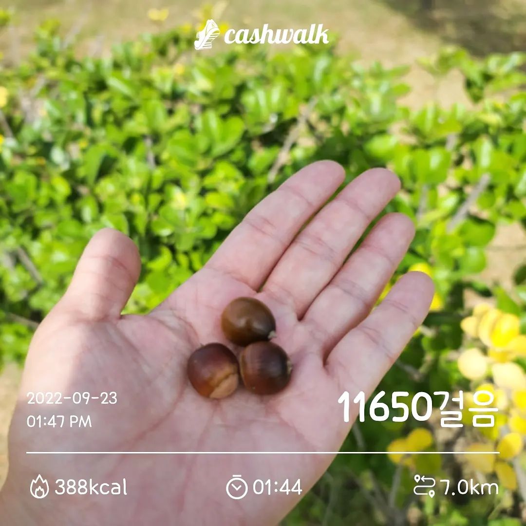 #오운완

이번주 일주일 열심히 잘 걸었습니다.
오늘은 산책로에 떨어진
도토리 세알을 주워왔지요.

날이 좋다가
갑자기 비가 쏟아졌다
다시 날이 화창해지고
변덕쟁이 린하같은 날씨네 🤣

주말엔 또 뭐하나...................

#유산소운동 #운동하는엄마 #더열심히운동하자 #이제나도중년 #40대운동은필수 #꾸준히운동하기 #캐시워크 #걷기 #러닝 #만보걷기 #캐만챌9기 #5일차