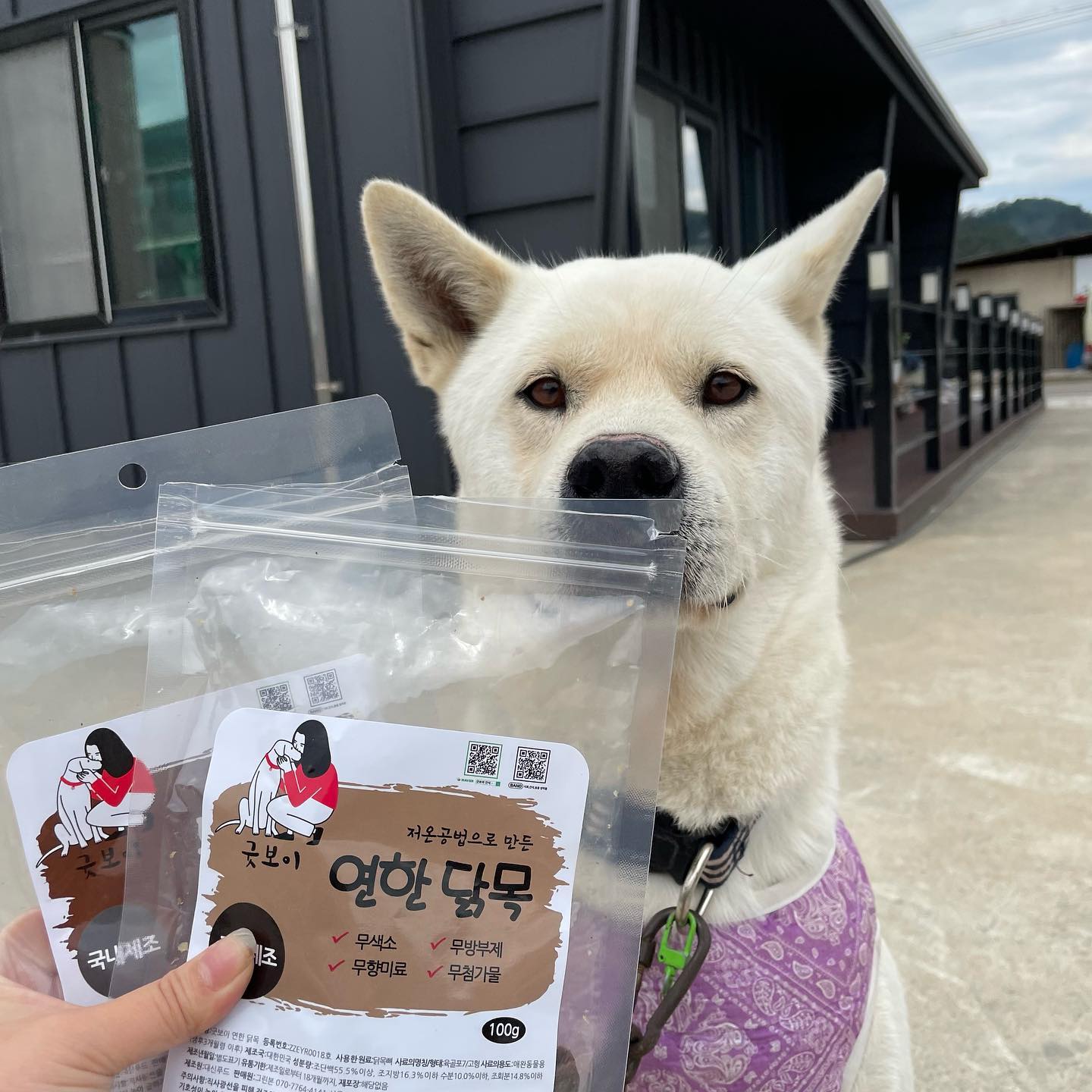 #협찬
굿보이에서 연한닭목과 통갈비살을 페리에게 보내주셨어요!🤭

굿보이 천연수제간식은 100%로 국내산에 
4무(무항생제, 무색소, 무방부제, 무향미제) 간식입니다👍🏻

📍통갈비살
▫️원기회복에 좋음
▫️피부모질에 좋음
▫️철분, 비타민, 아연, 미네랄 풍부

📍연한 닭목 
▫️저온공법으로 닭뼈가 연하고 쉽게 부서짐
▫️국내제조 / 국내산 닭목 사용

저온공법으로 말린 닭목과 갈비살은 
촉촉한? 그런느낌이었어요 너무 딱딱하지 않고 
페리가 잘 부숴먹더라구요!💗

맛있게 잘 먹었습니다 🥰

 #애견간식 #수제간식 #천연간식 #건조간식 #강아지간식 #국내생산 #국내원료 #치석제거 #애견껌 #잘먹는간식 #건강한간식 #노즈워크 #오래먹는간식 #굿보이간식 #진수견찬 #무색소 #무항생제 #무첨가물 #그린본 #치아건강