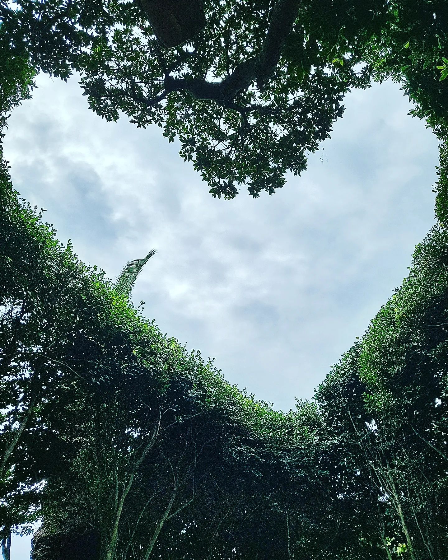 .
in 제주
날씨흐림ㅜㅜ 
하트나무 포토존
예쁨가득 날씨만더좋았다면 더예뻣을껀데
소노캄 하트나무 포토존

#제주 #제주도 #jeju
#소노캄 #하트나무 #포토존 #사진명소 #예쁨그자체 #날씨아쉬움 #힐링 #여행